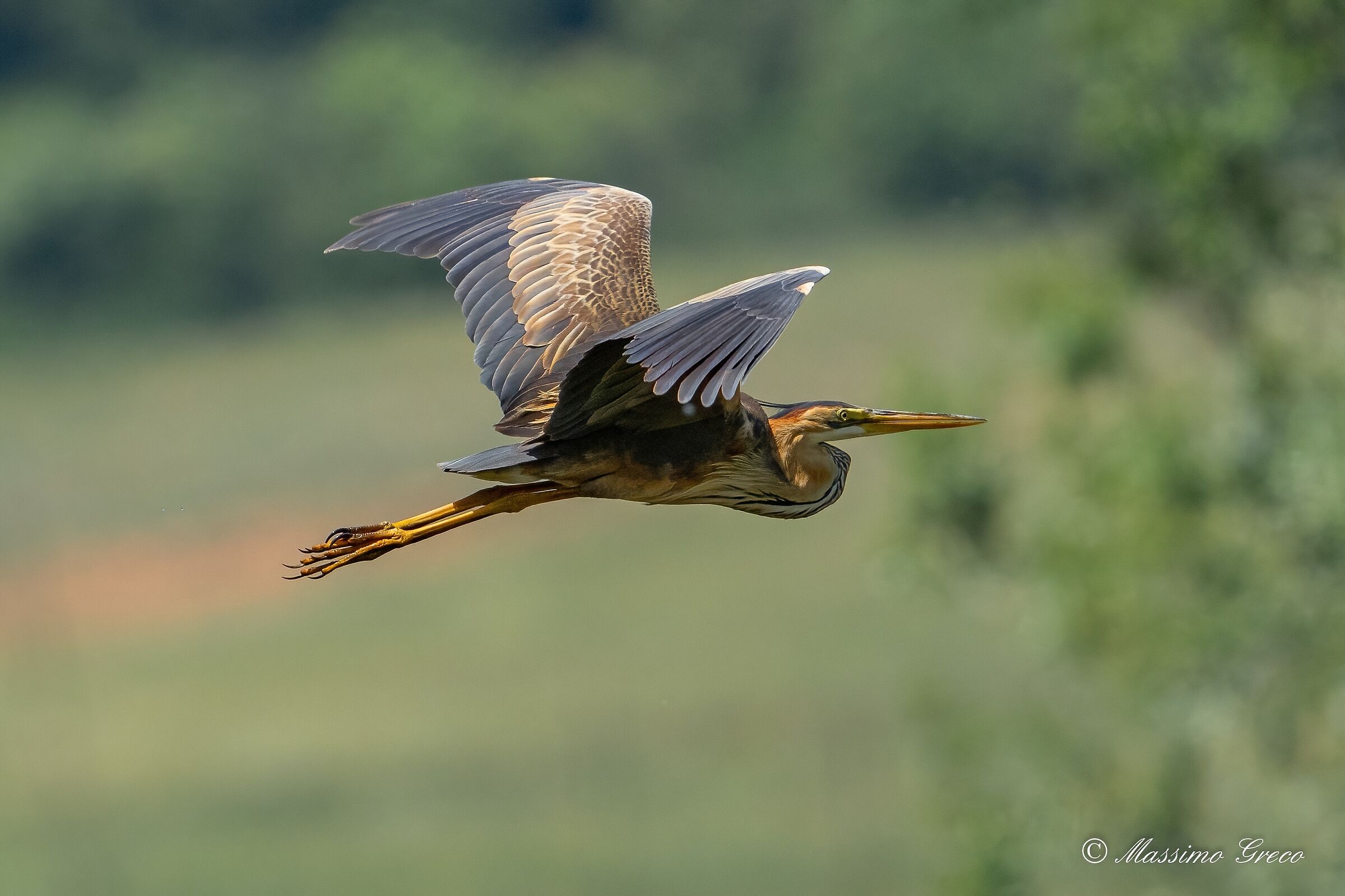 Airone rosso (Ardea purpurea)