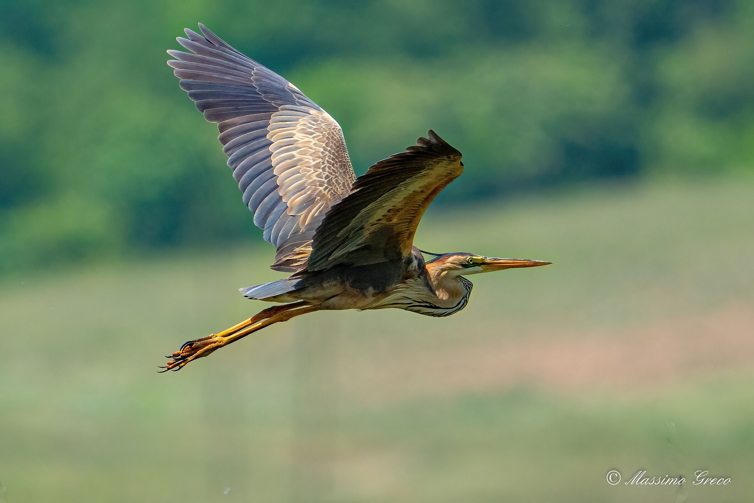 Airone rosso (Ardea purpurea)