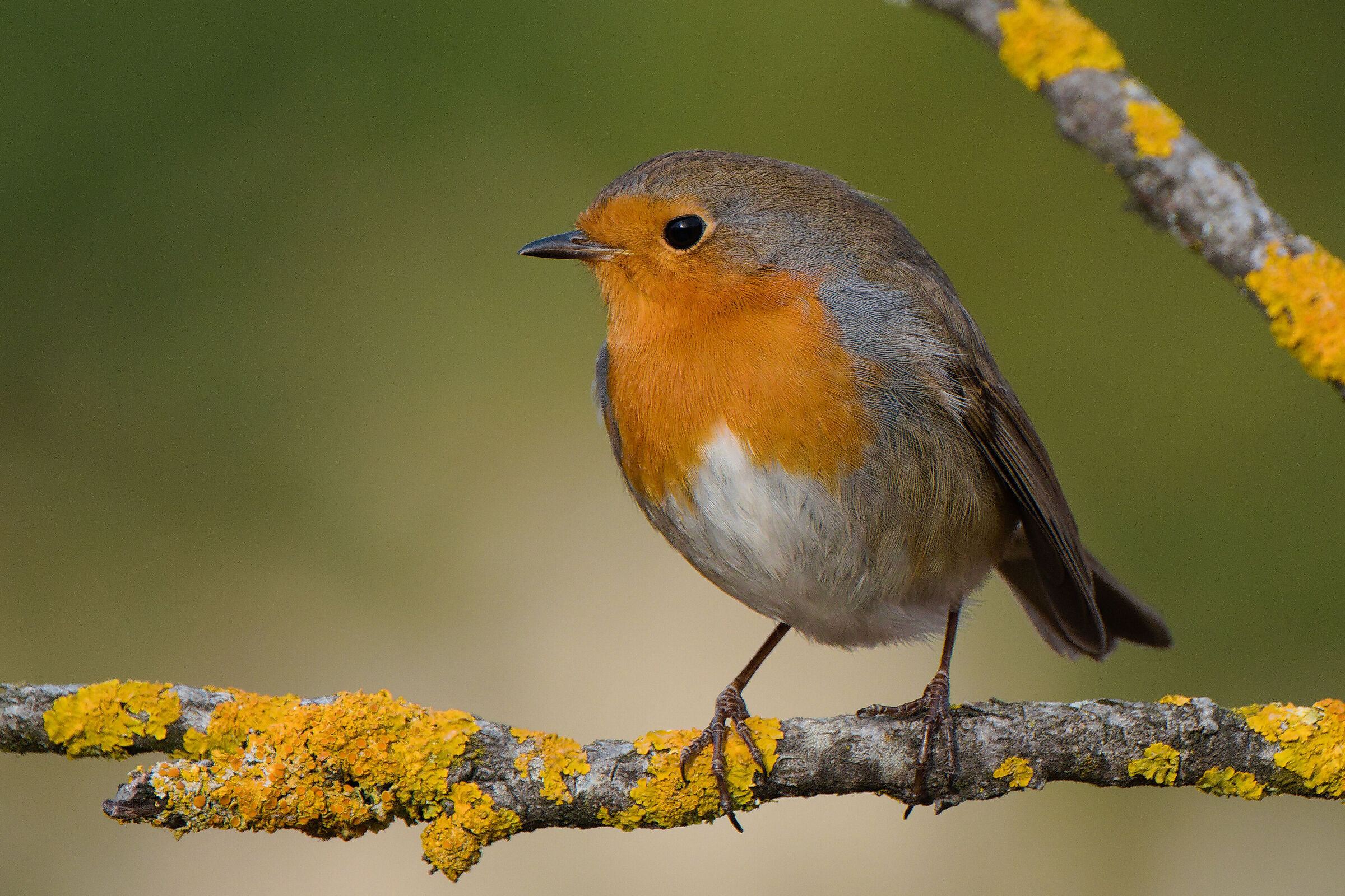 Robin