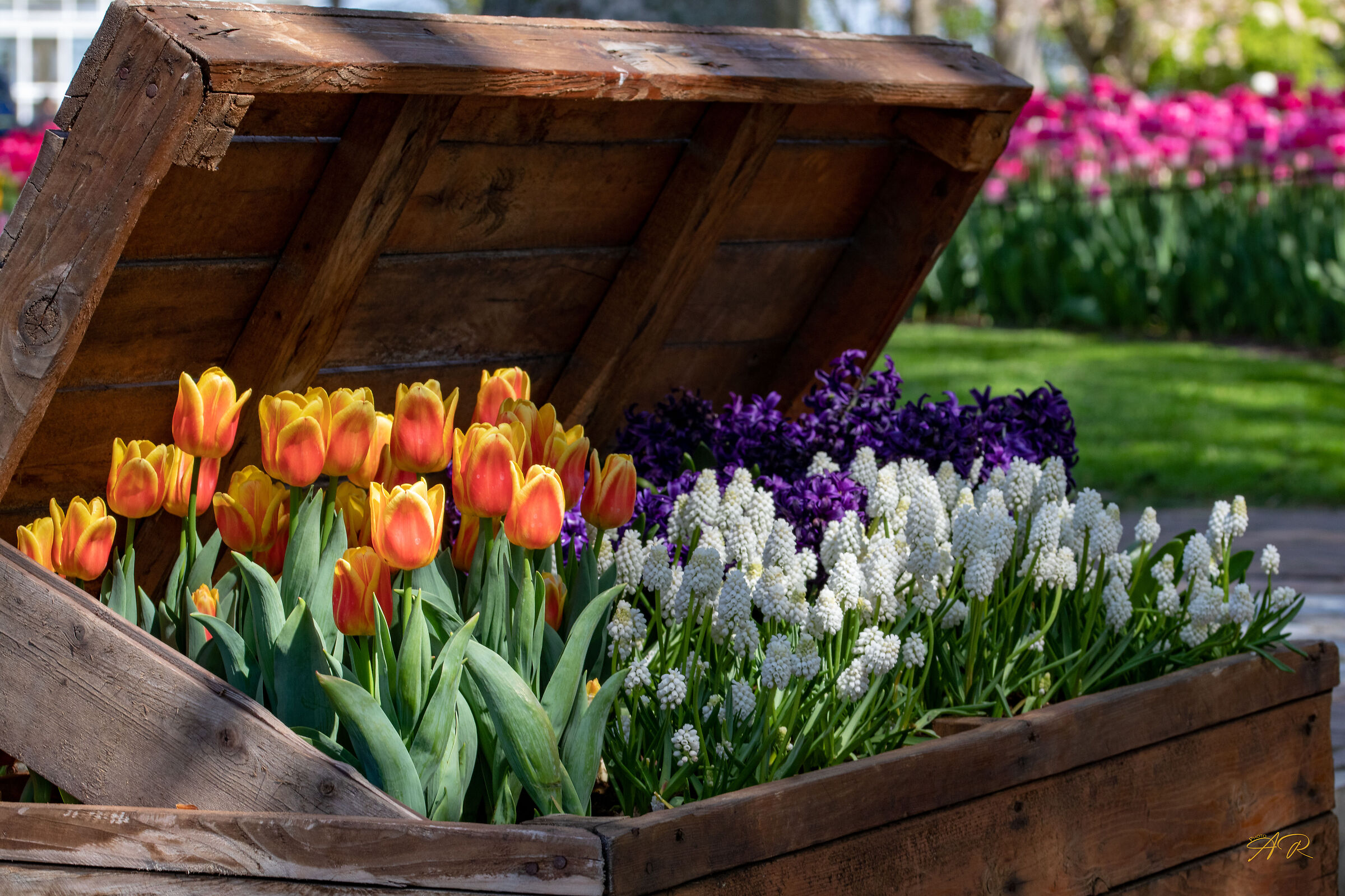 Il baule delle Meraviglie