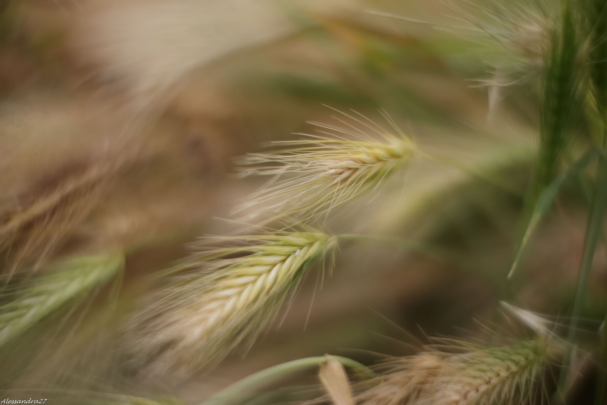 .... Che ne sai tu di un campo di grano ....