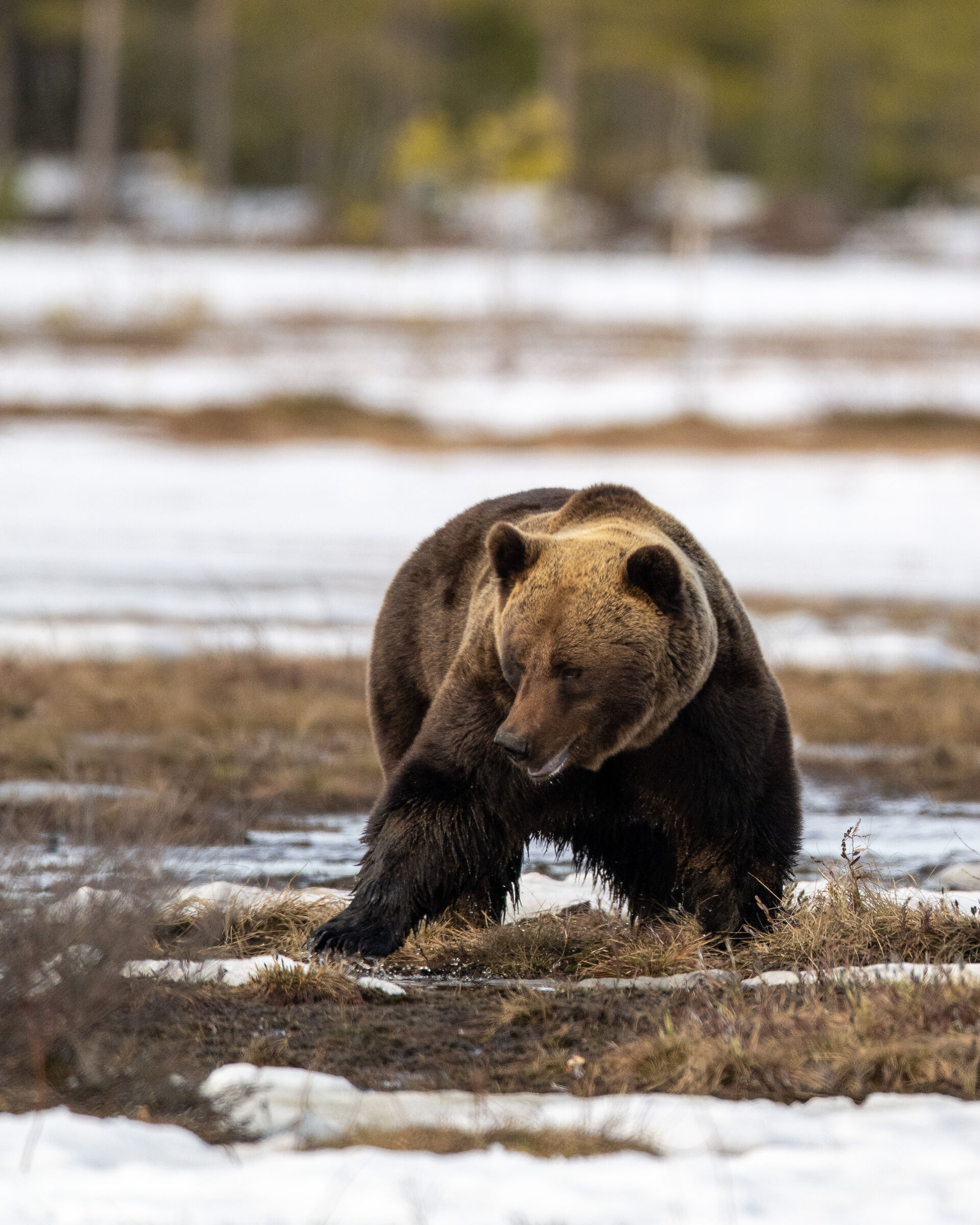 Bear