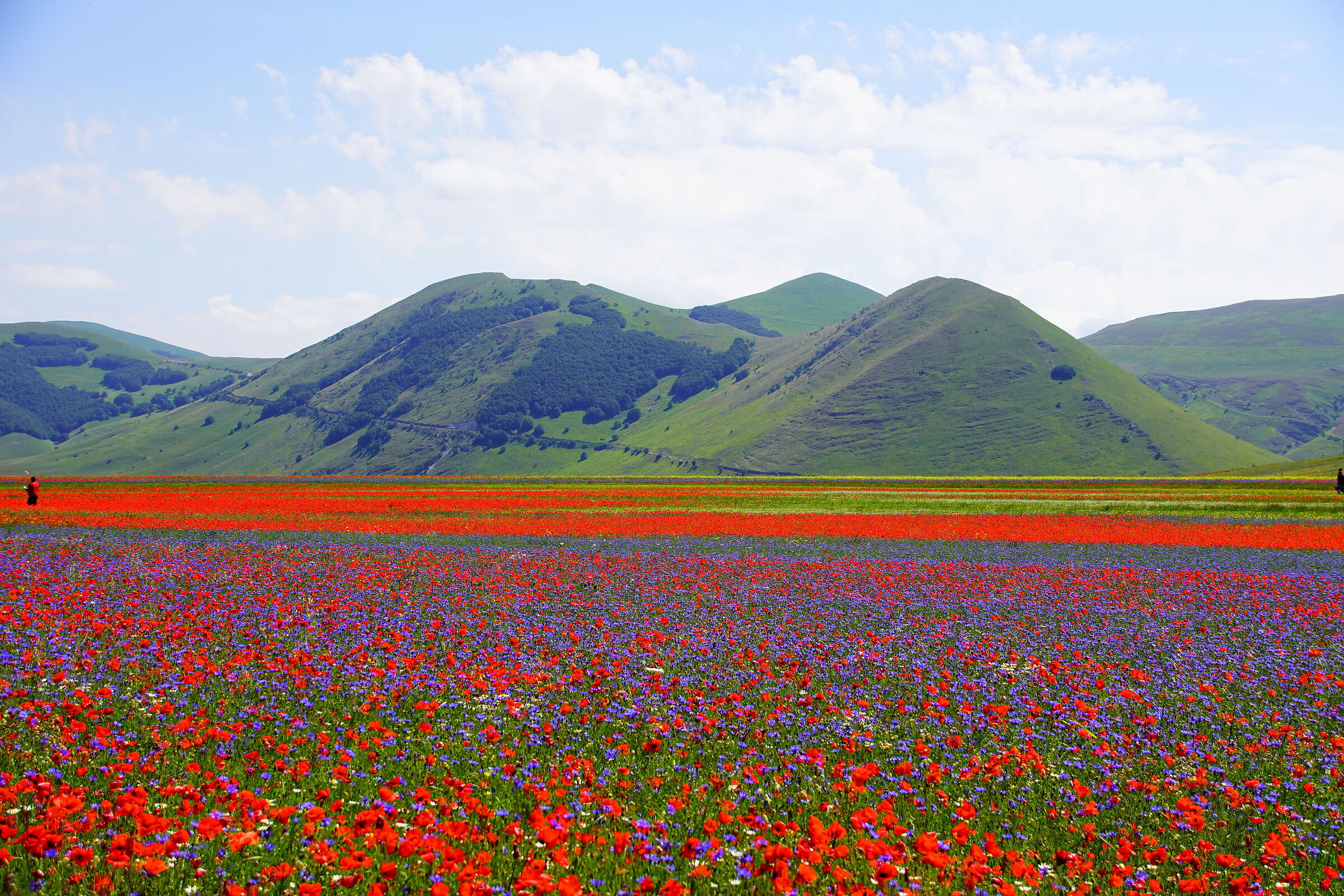 Piana di Castelluccio