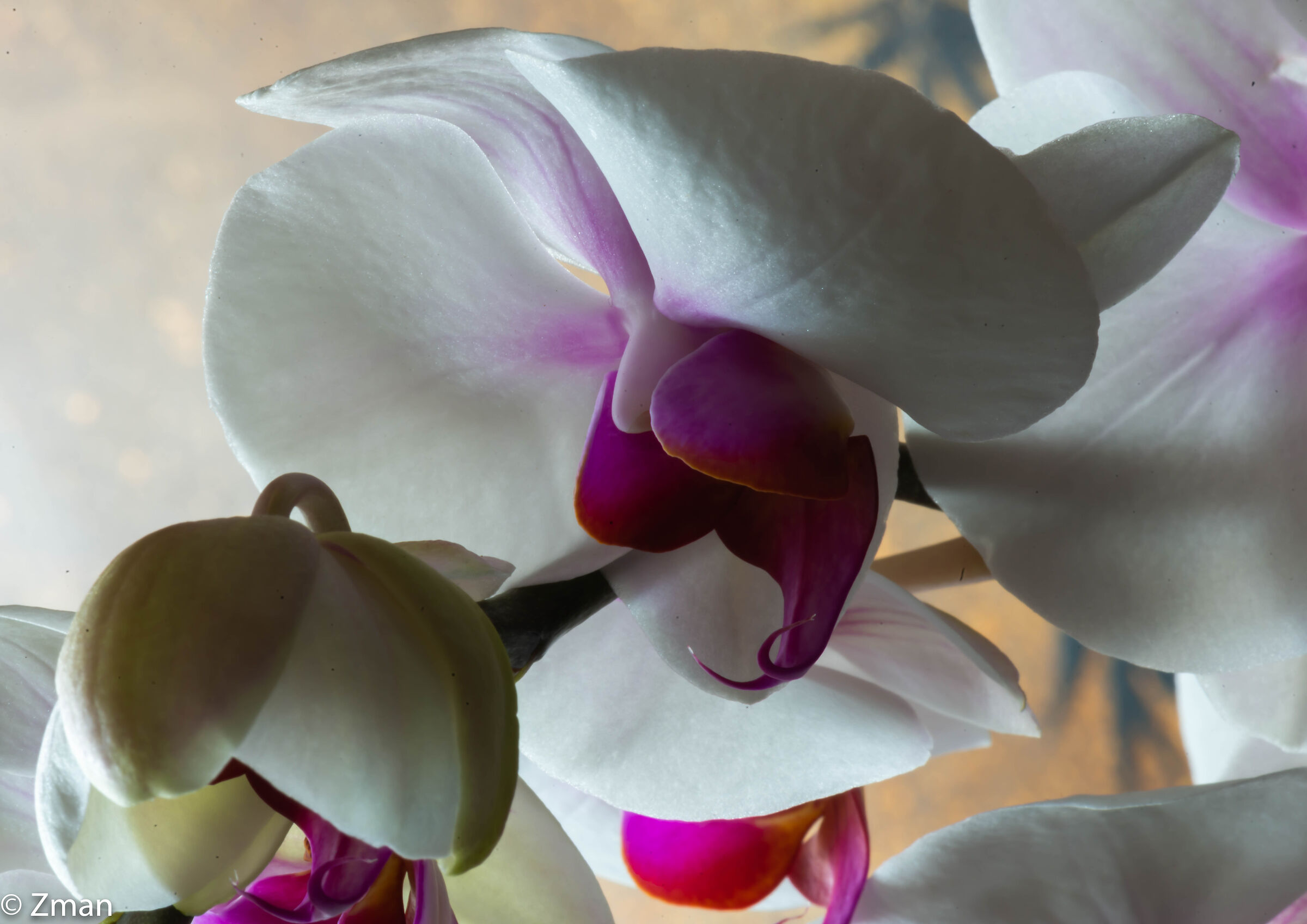 Orchidee