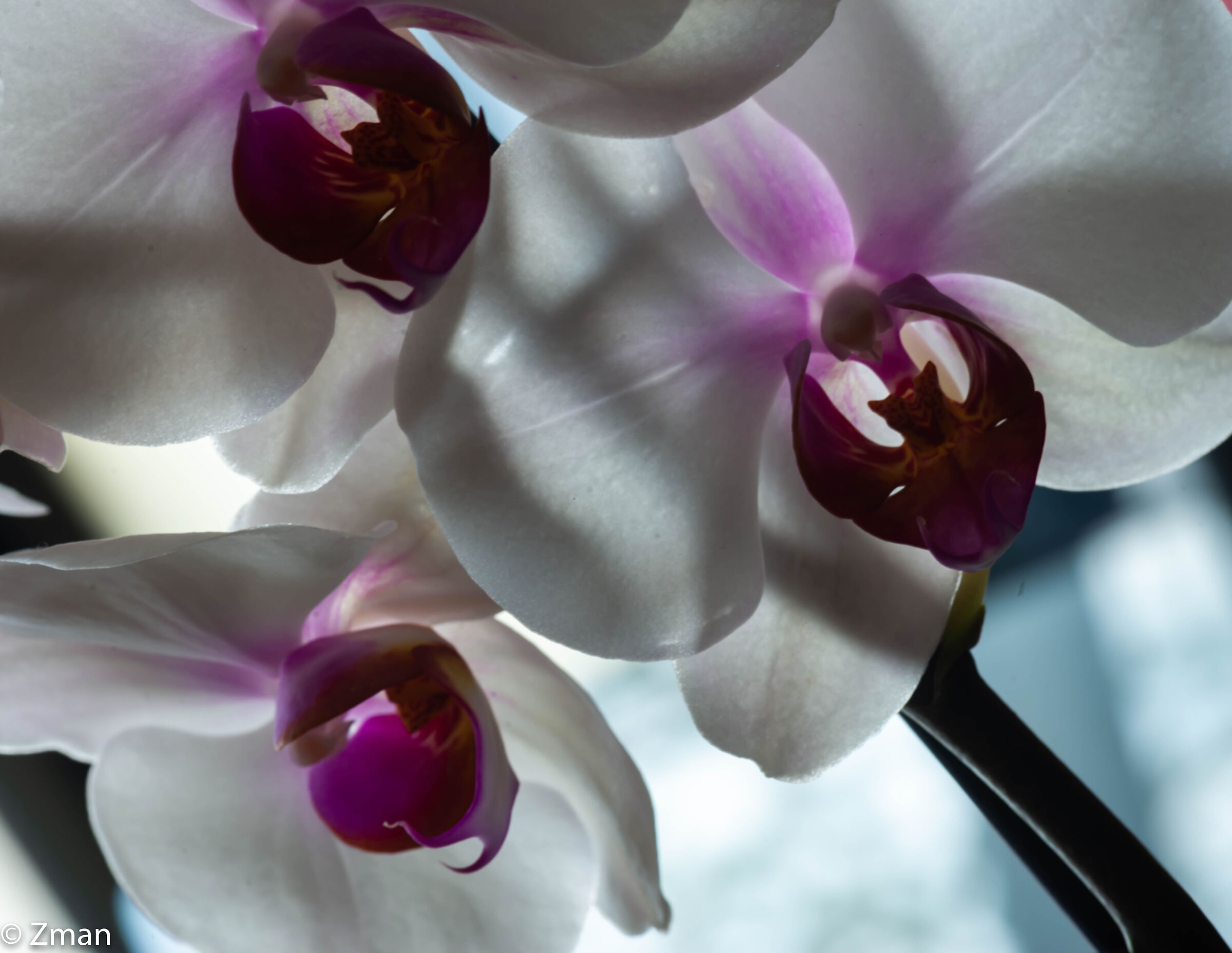 Orchidee