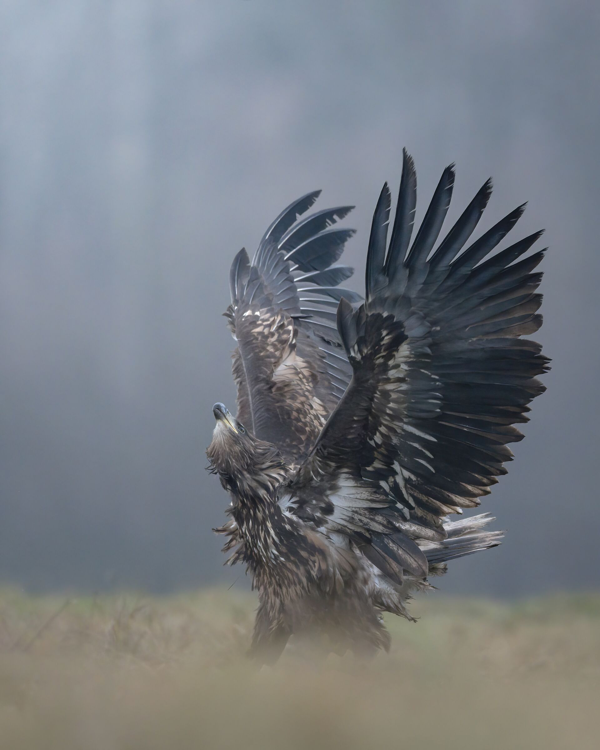 Sea Eagle