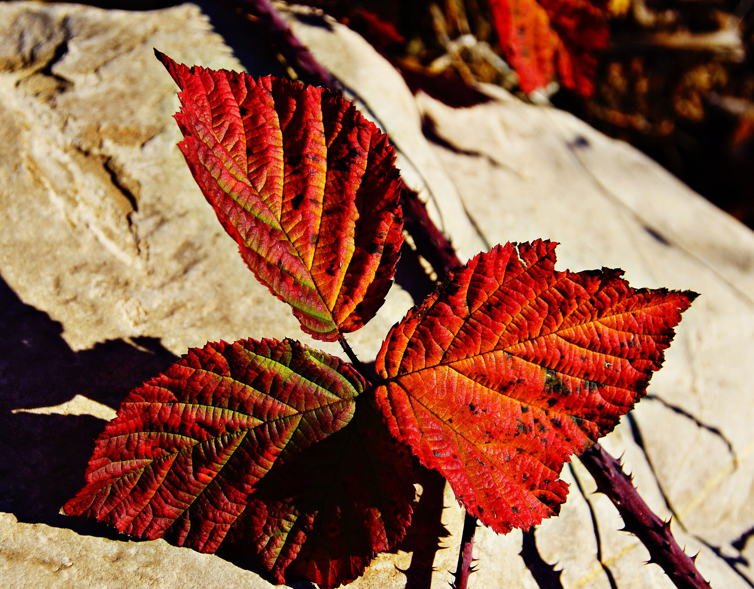 Untitled Photo
