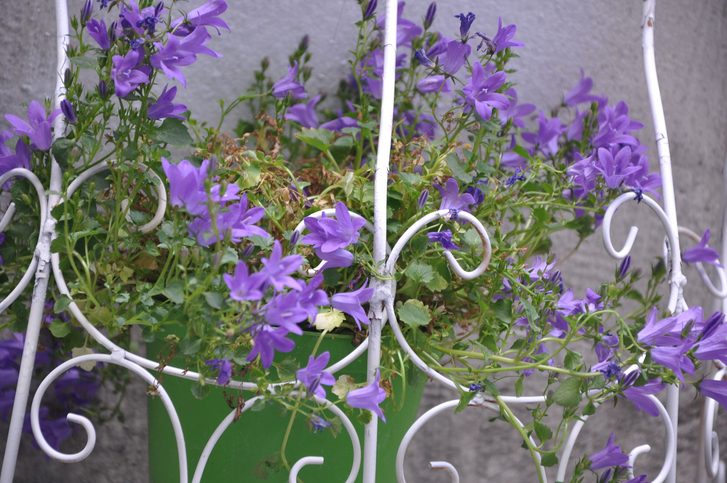 Fiori e piante di Nino