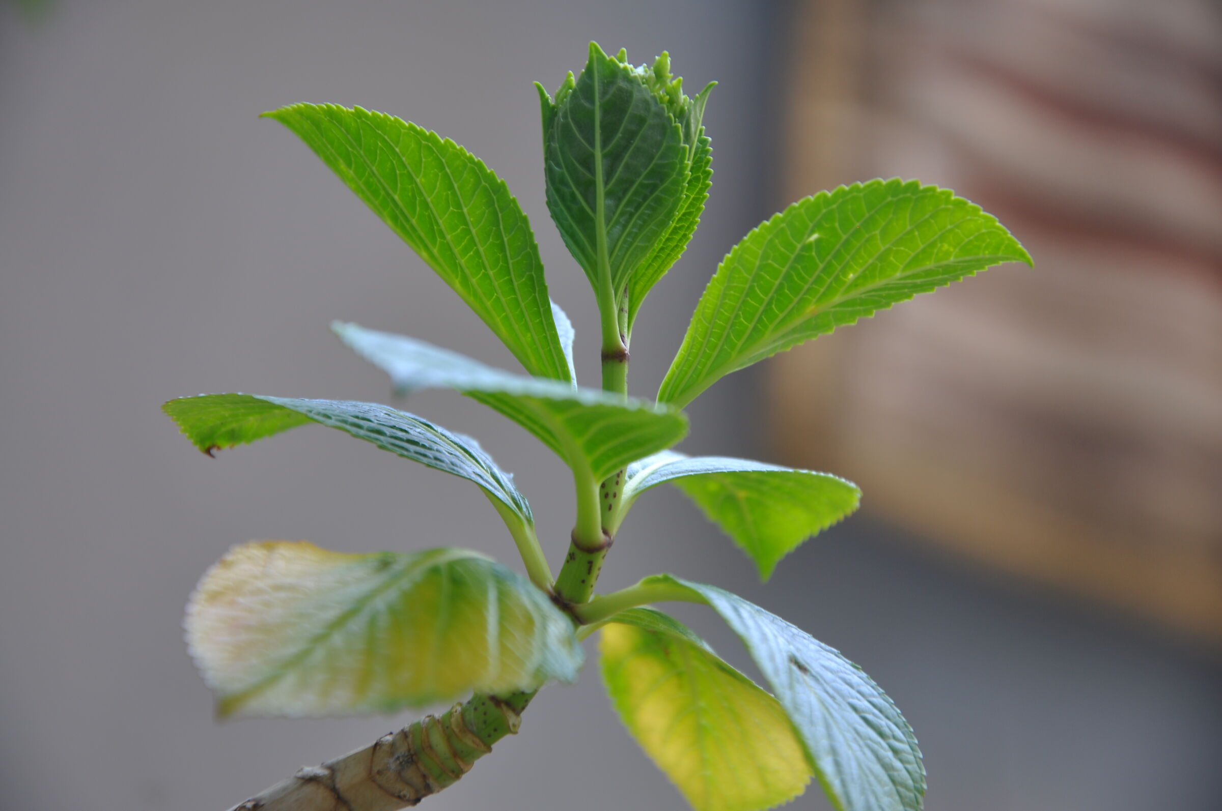 Fiori e piante di Nino