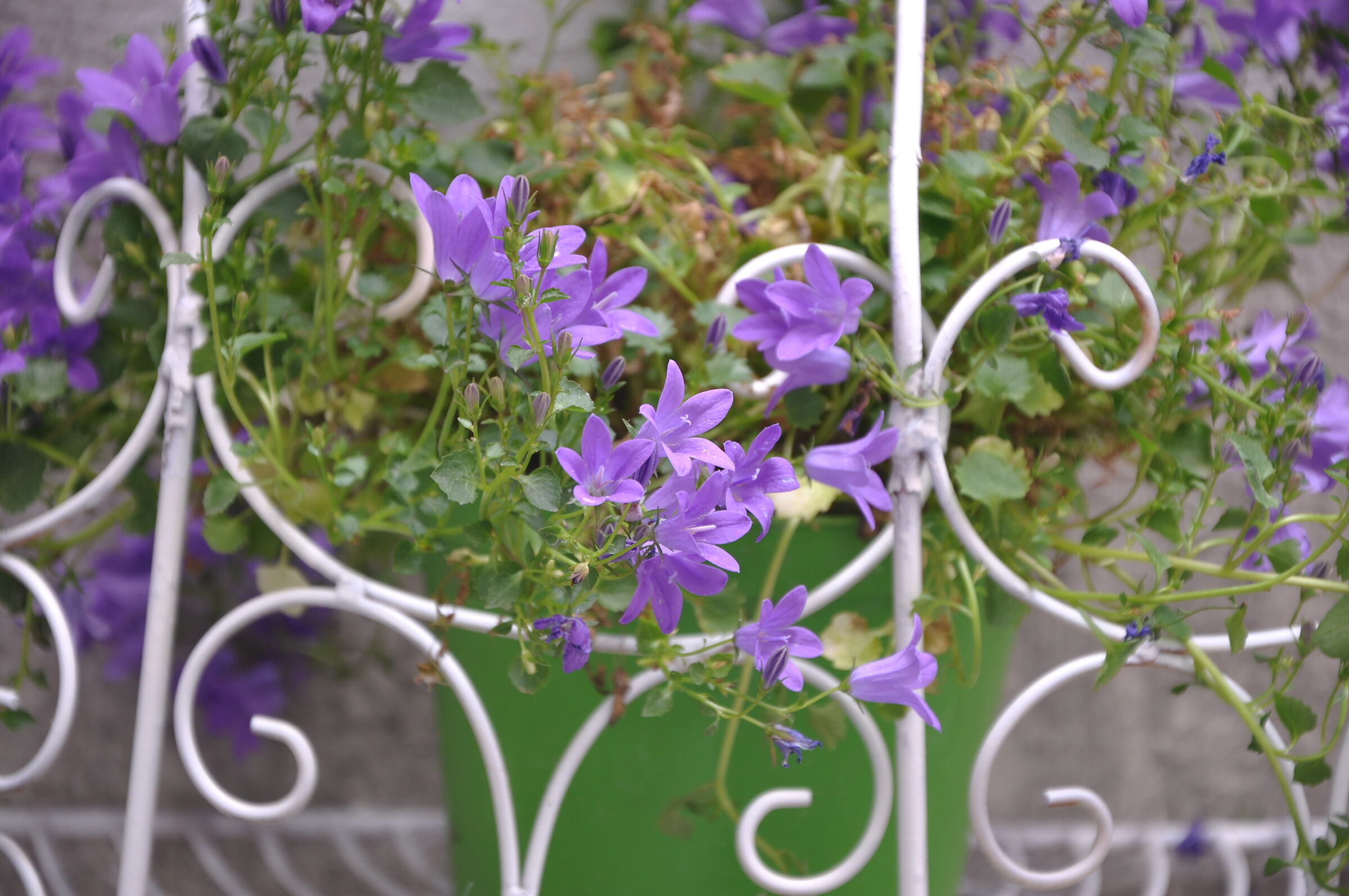 Fiori e piante di Nino
