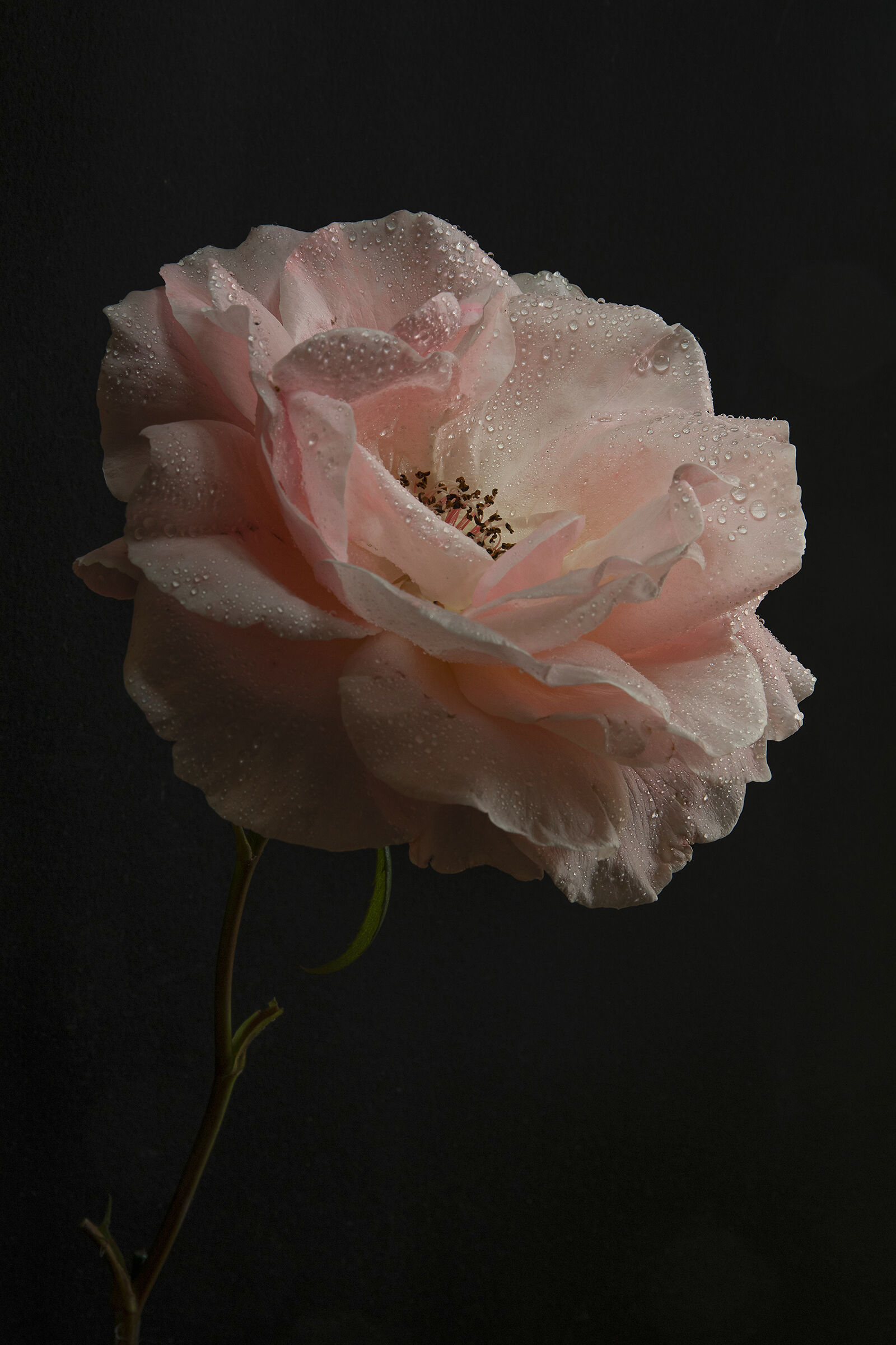 Rose of the nearby 2...