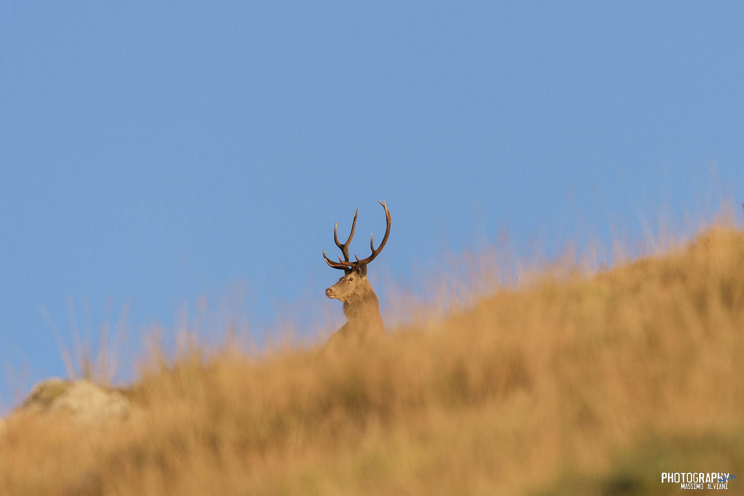 Bramito all'alba....