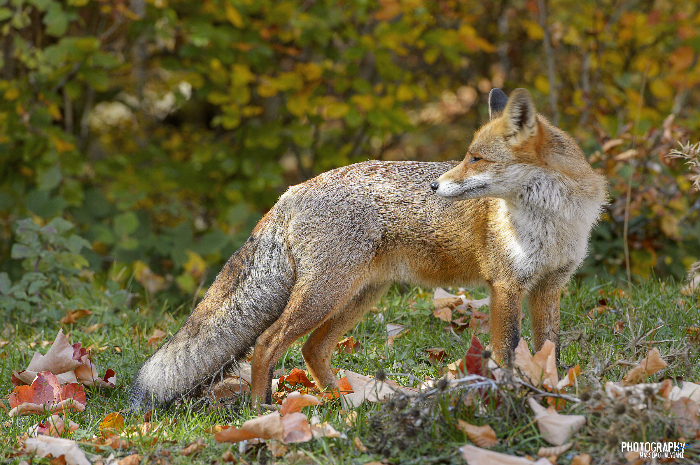 Autunno.