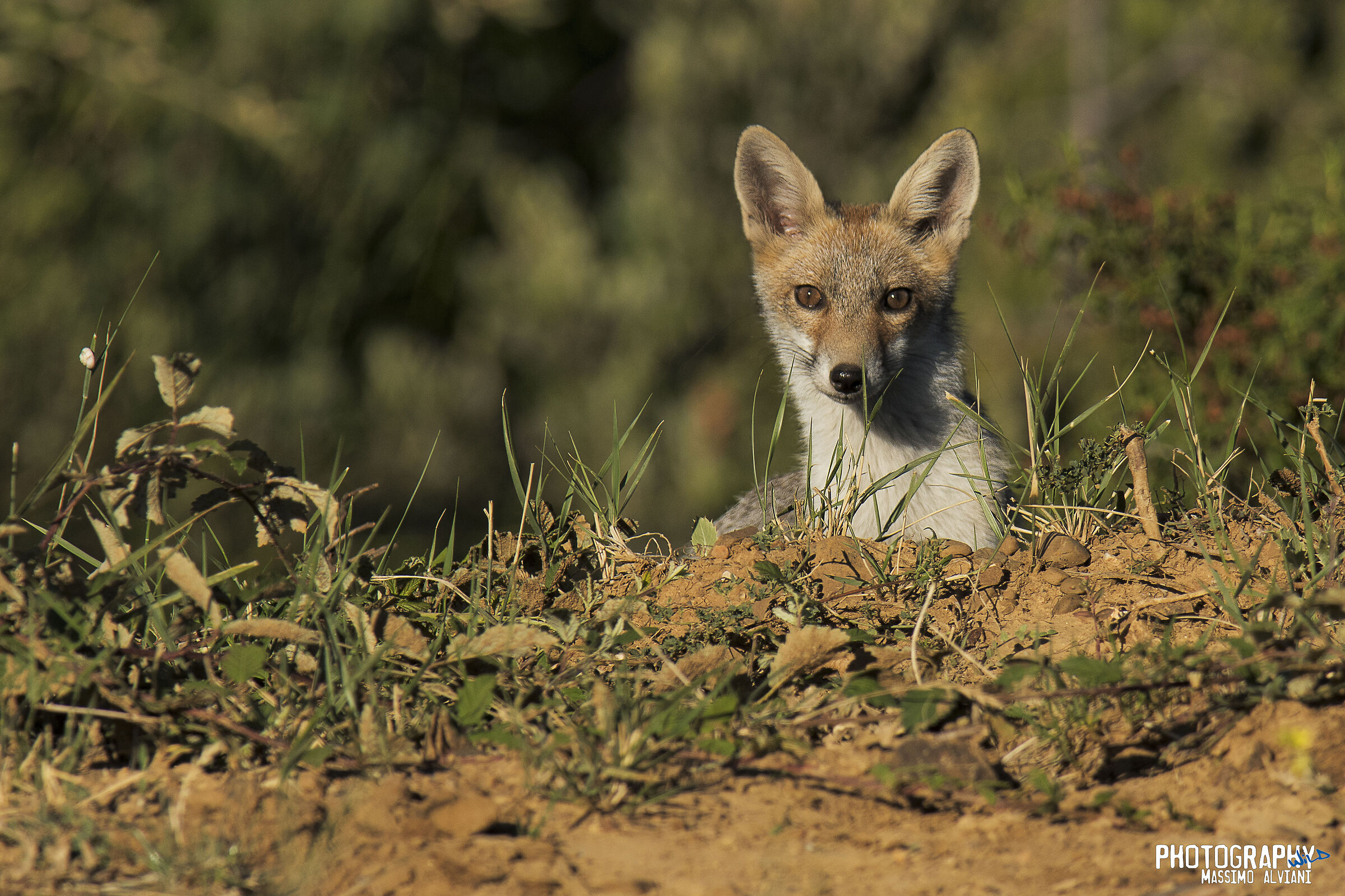 Si inizia a girovagare
