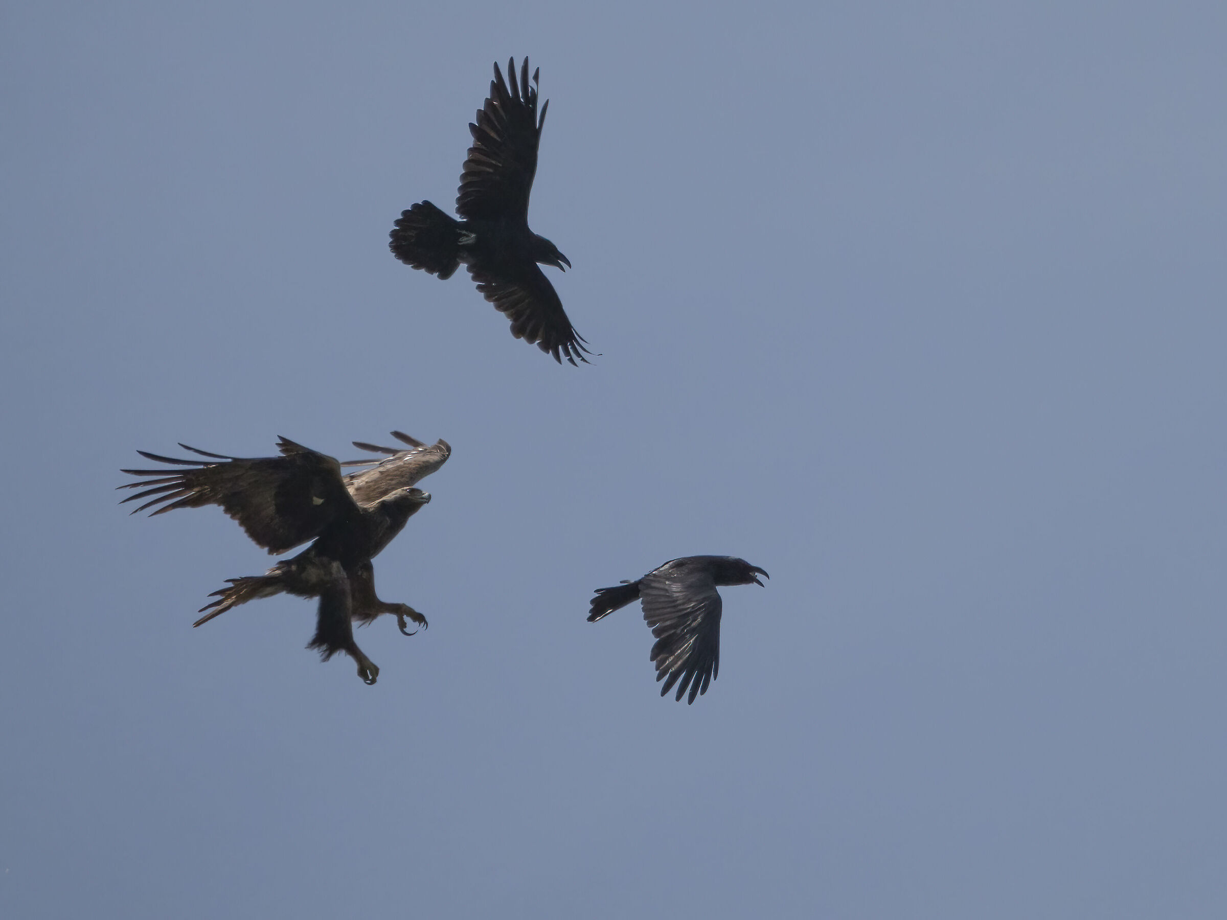 Aquila reale Sardegna