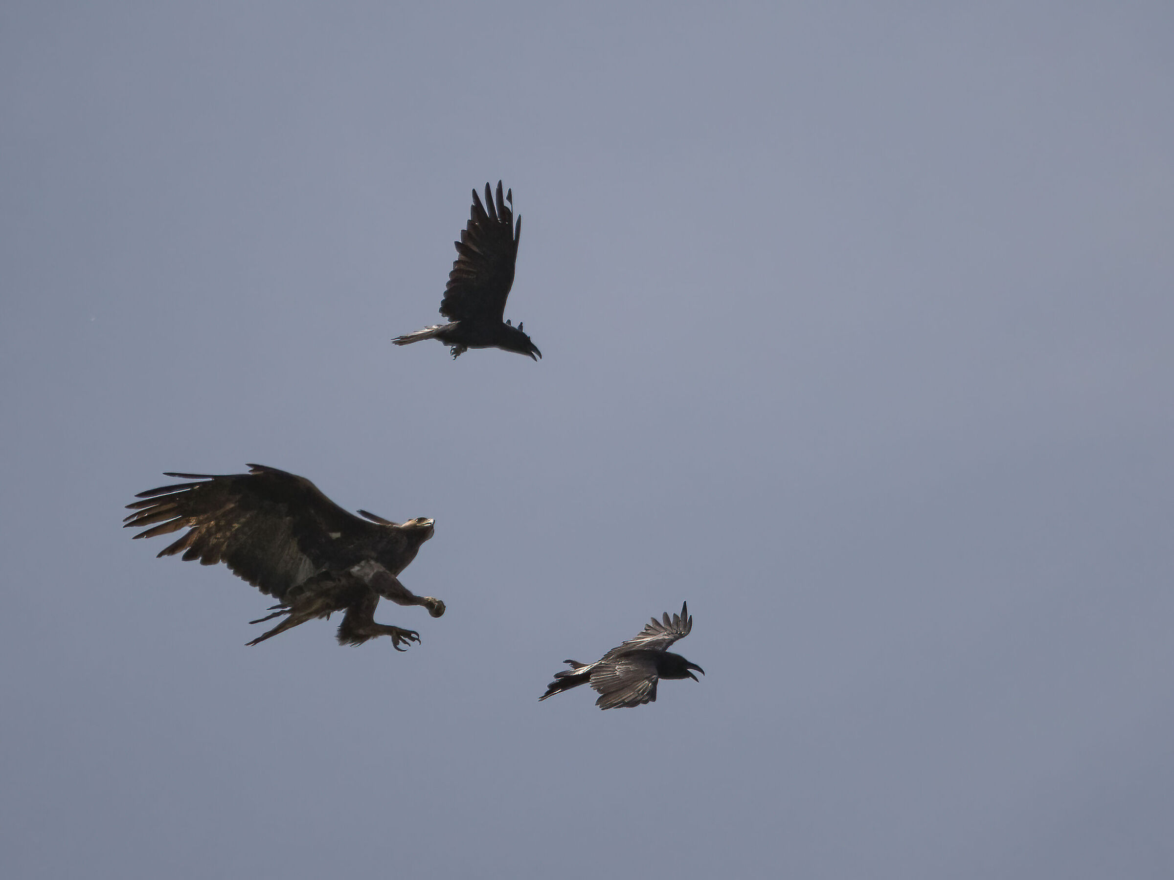 Aquila reale vs Corvo imperiale