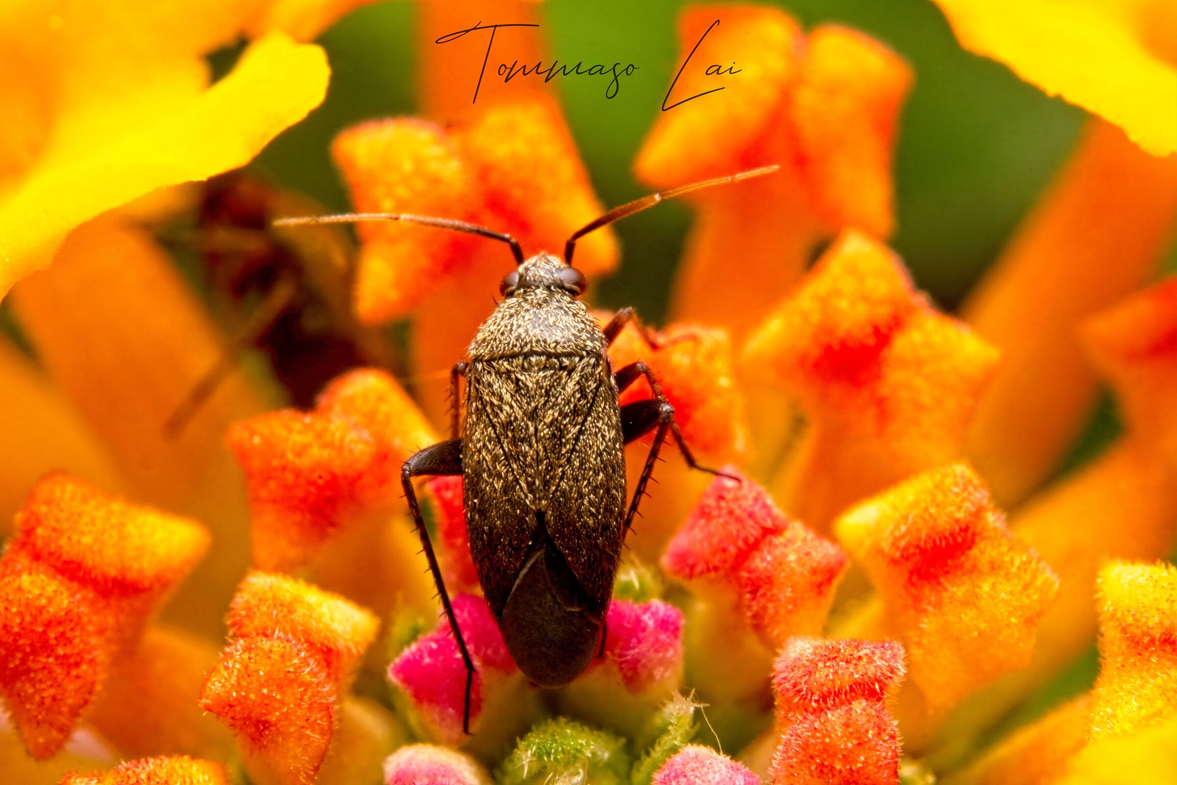 Closterotomus fulvomaculatus