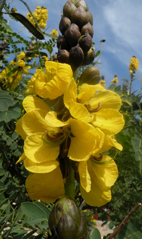 cassia didymobotrya Fresen
