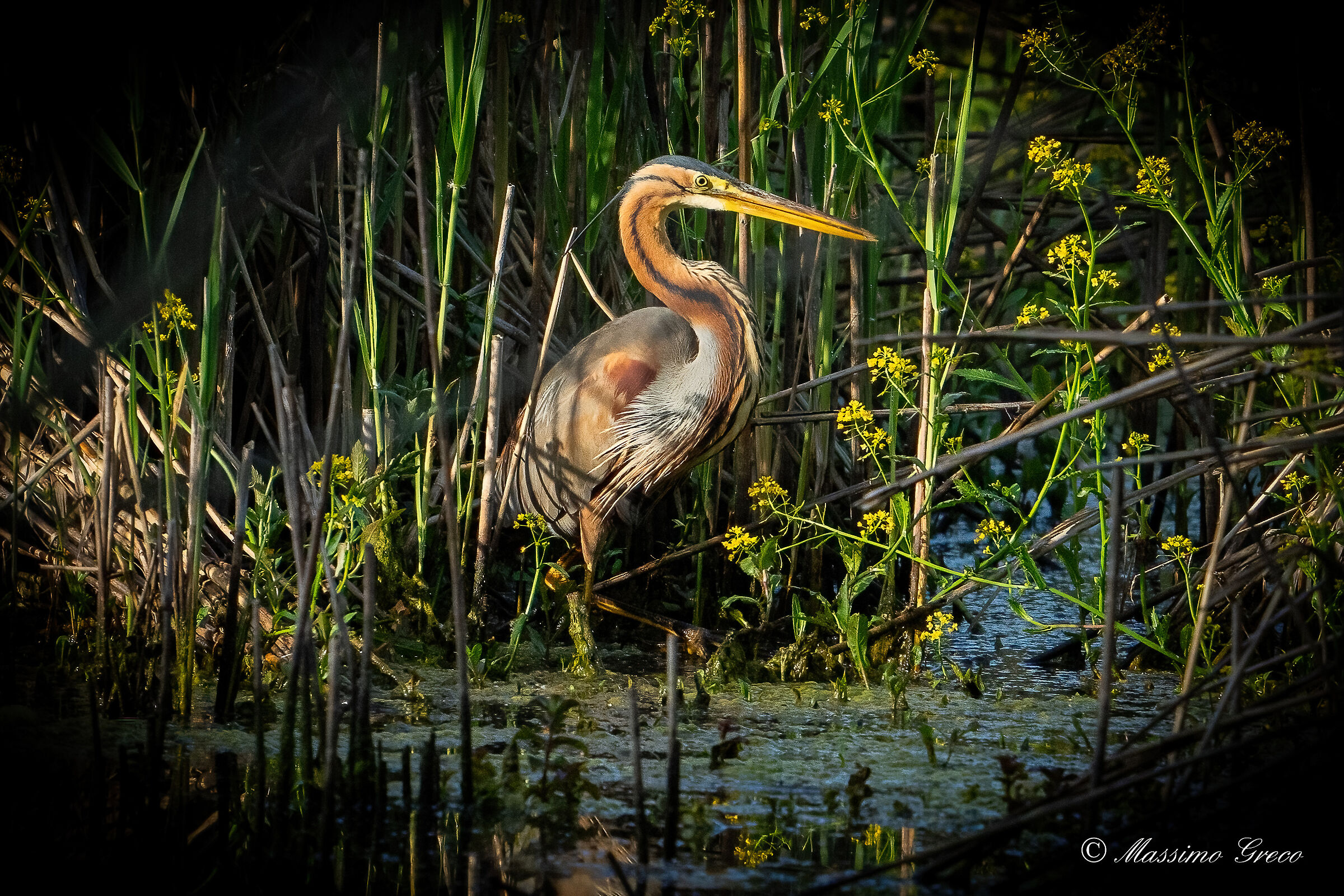 Airone rosso (Ardea purpurea)