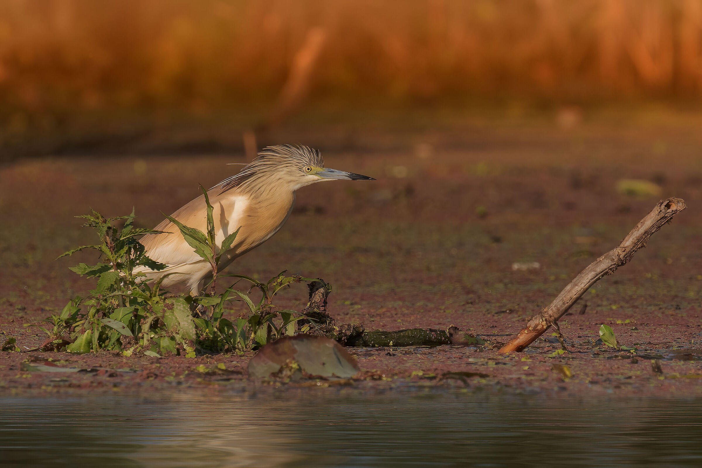 Inclinazioni parallele, prime luci, Sgarza ciuffetto