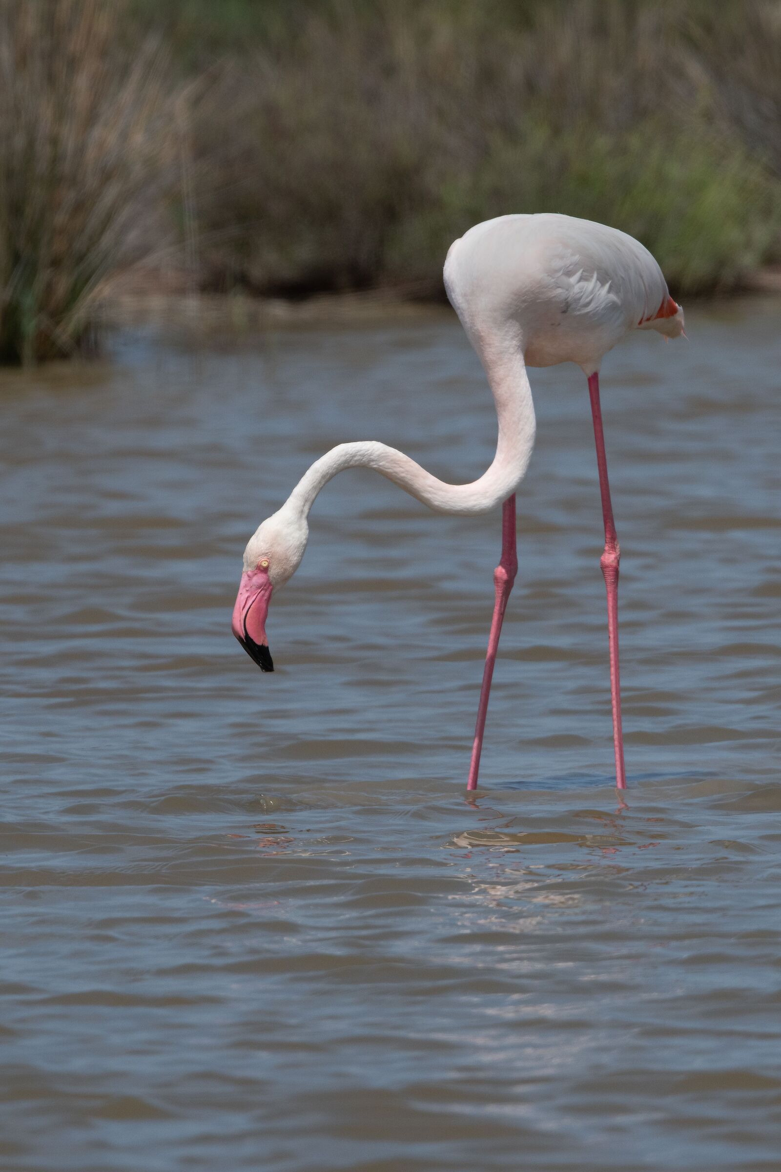 flamingo