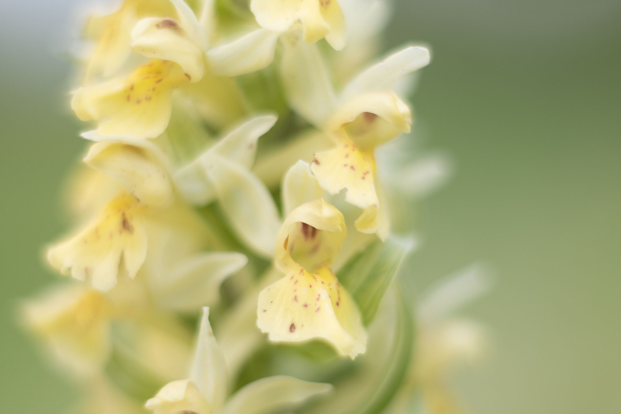 Dactylorhiza sambucina