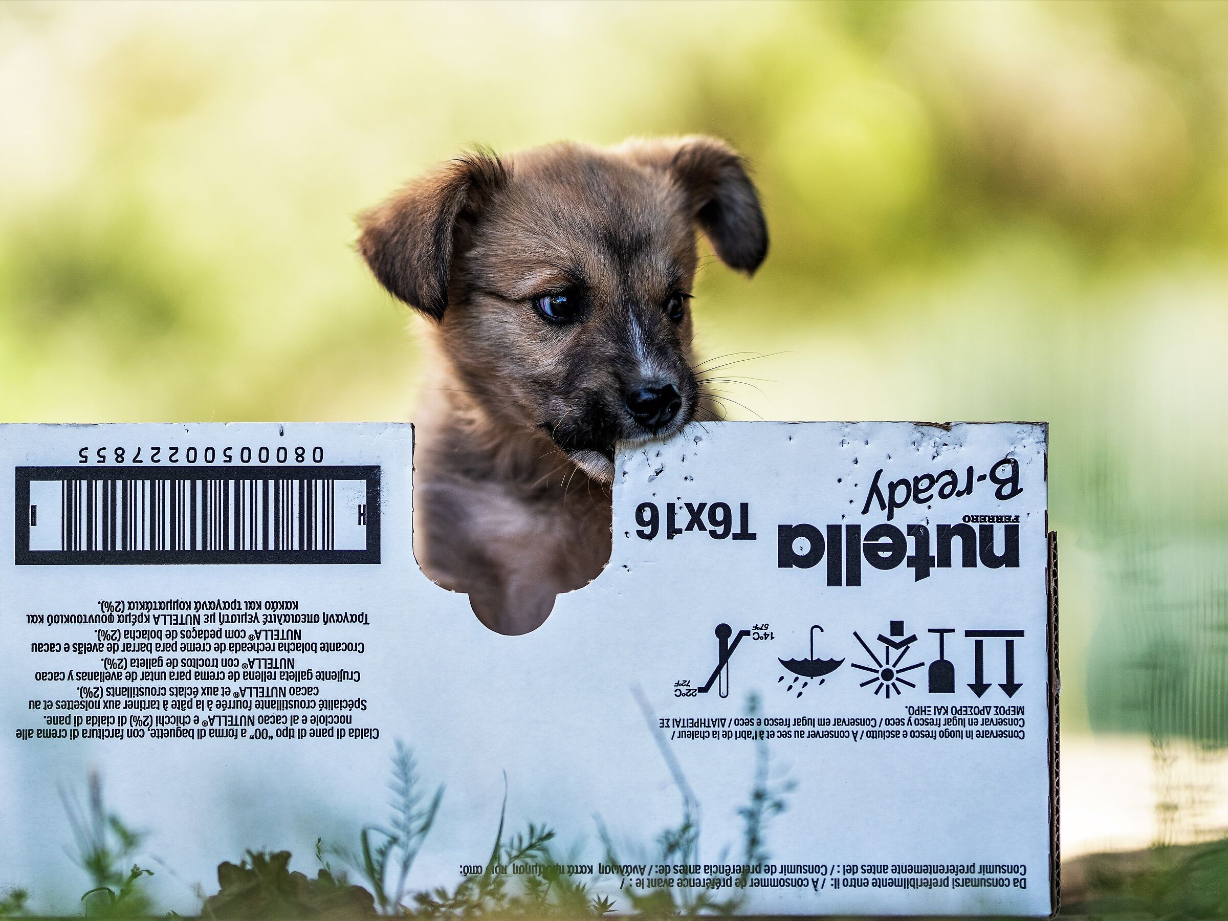 Cane e nutella per tutti