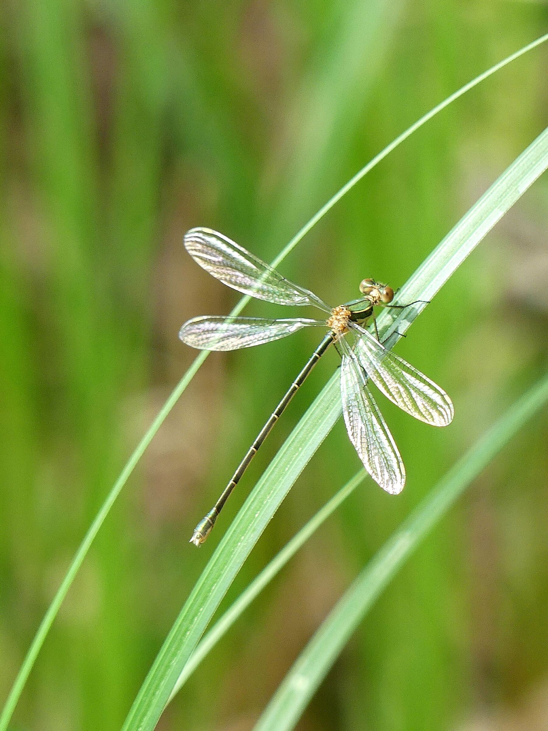 Chalcolestes viridis