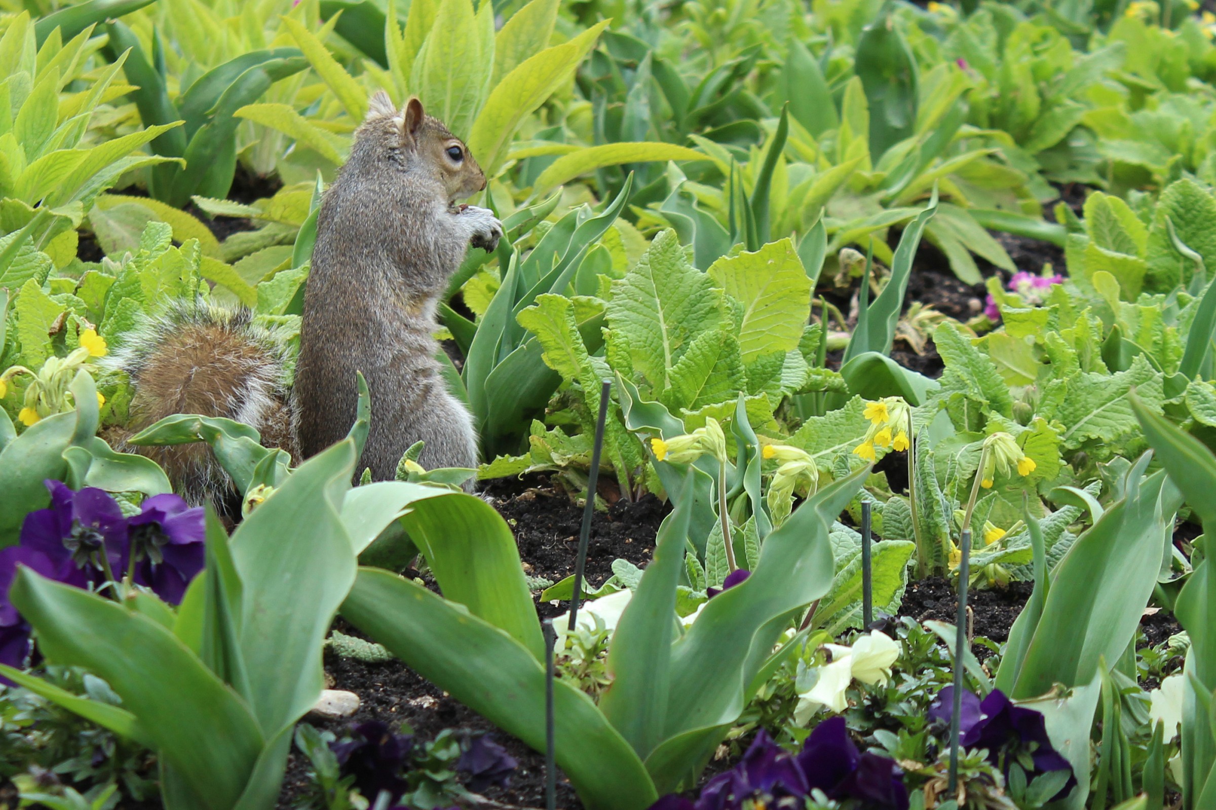Scoiattolo Hyde Park