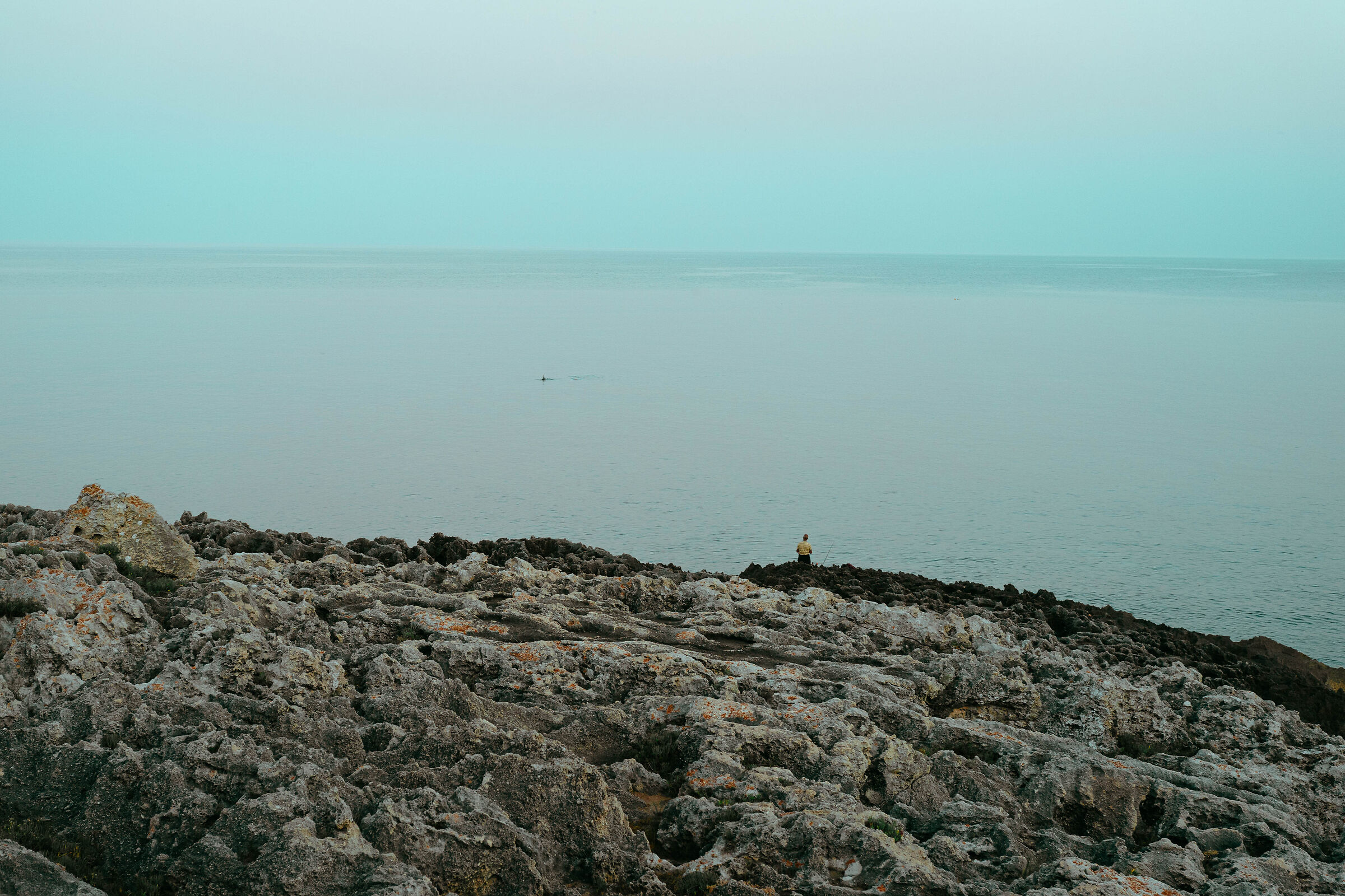 Novaglie, in fondo un delfino