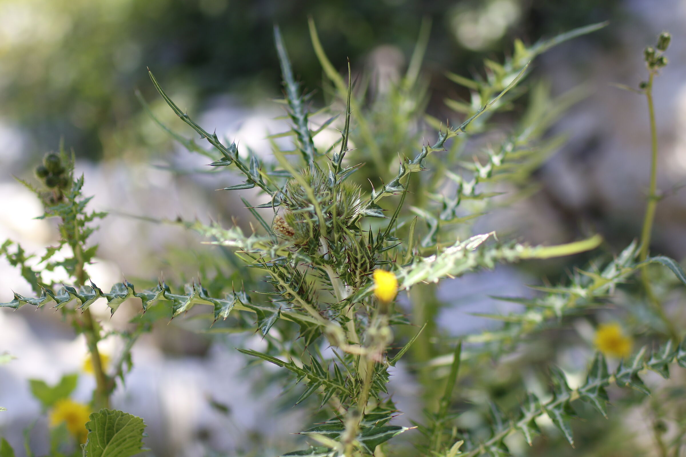 F. 2, 1/ 1. 0 0 0, ISO 125- 7D II, Milvus 50, 1.4