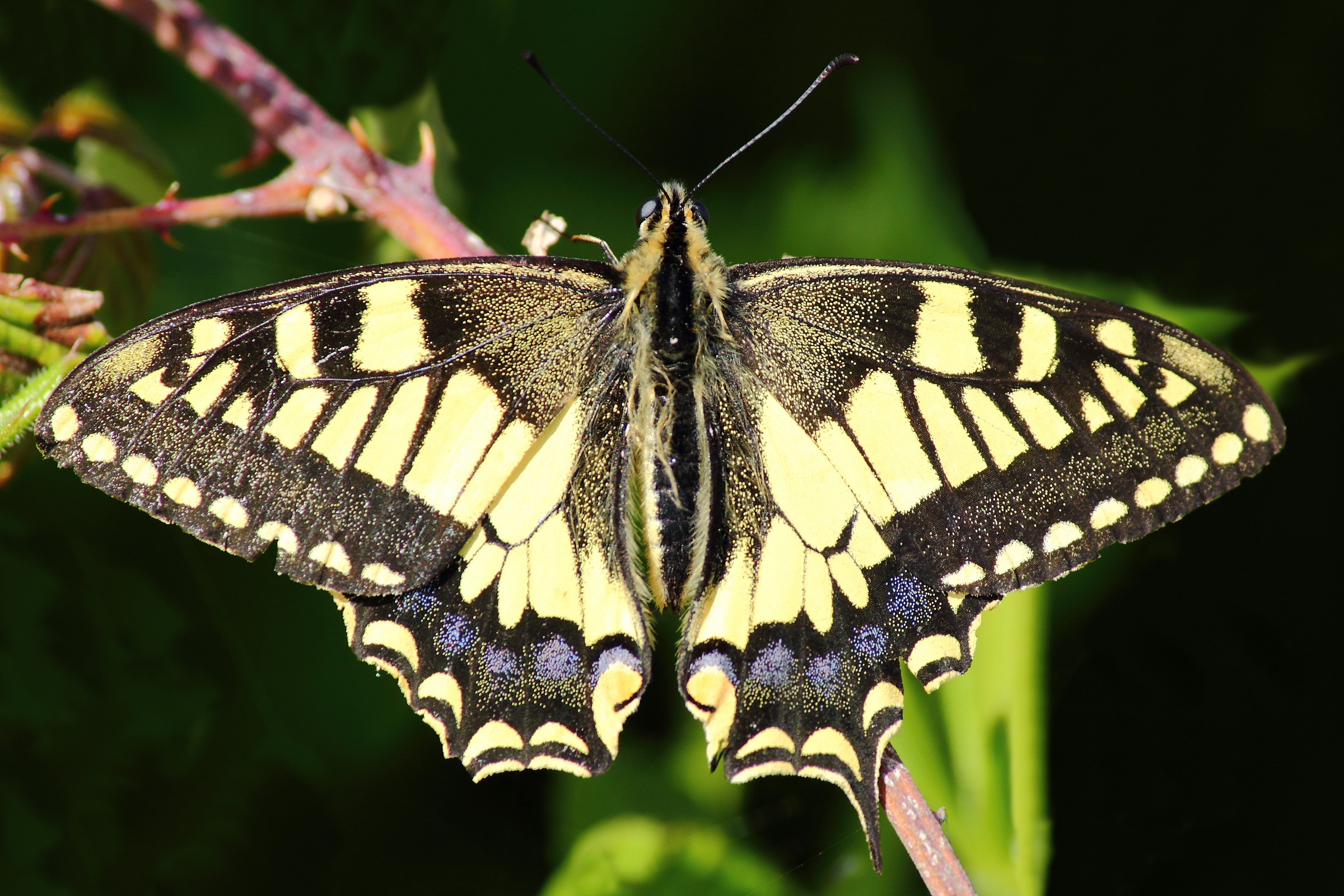 Machaon