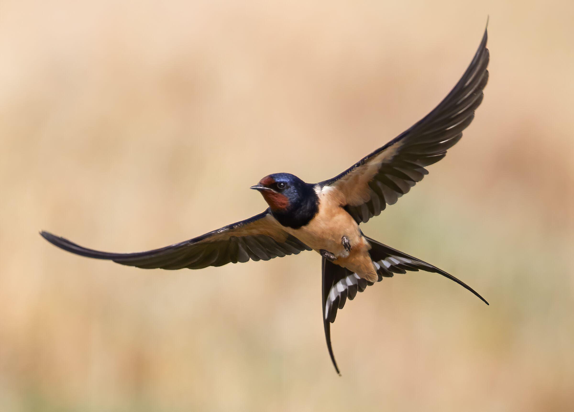 Swallow