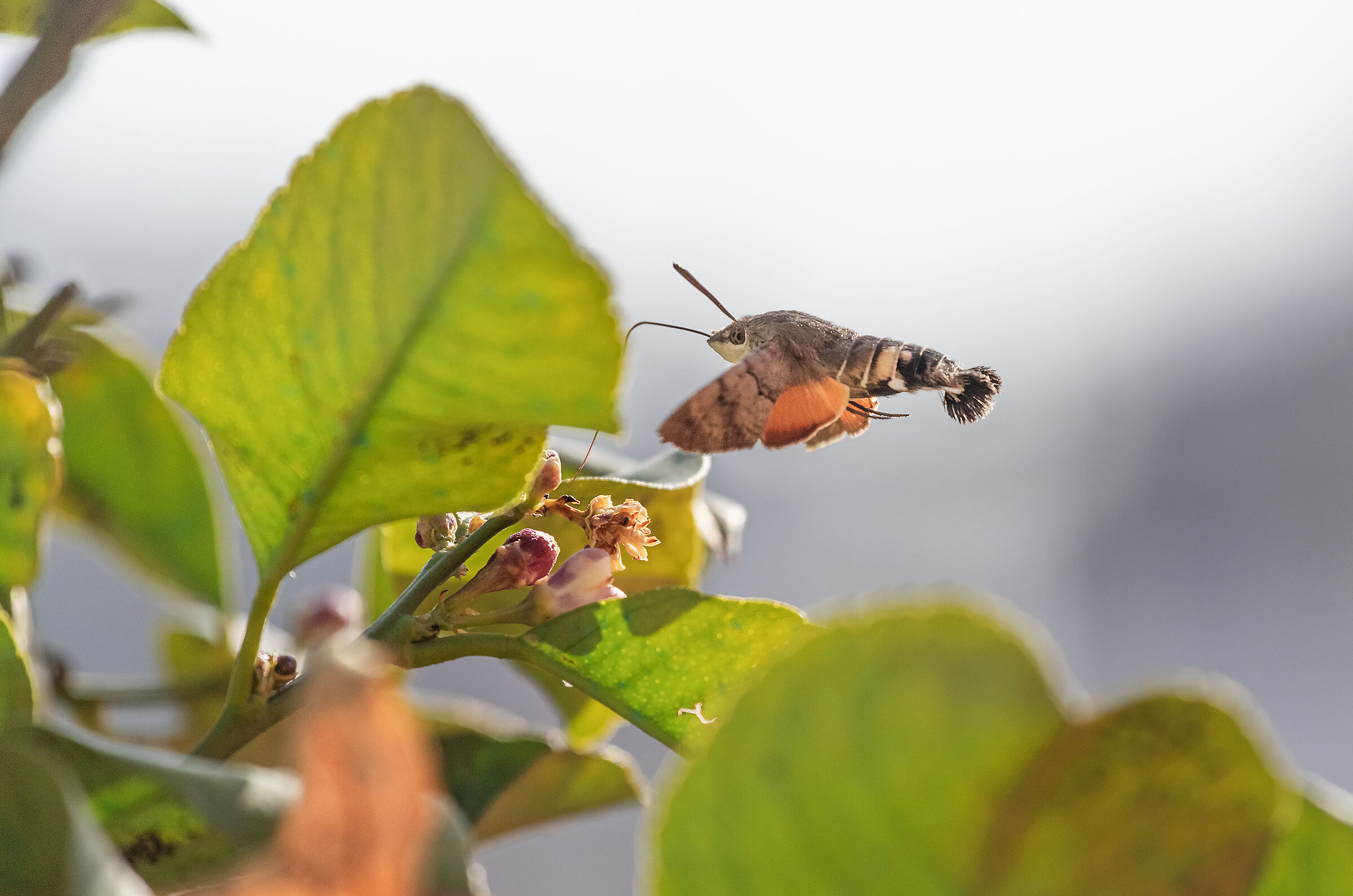 Macroglossum stellatarum