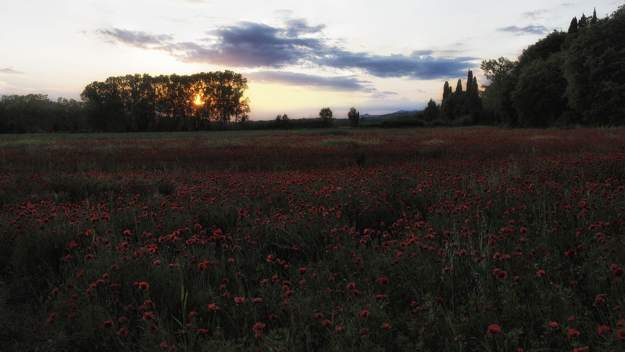 tramonto e papaveri