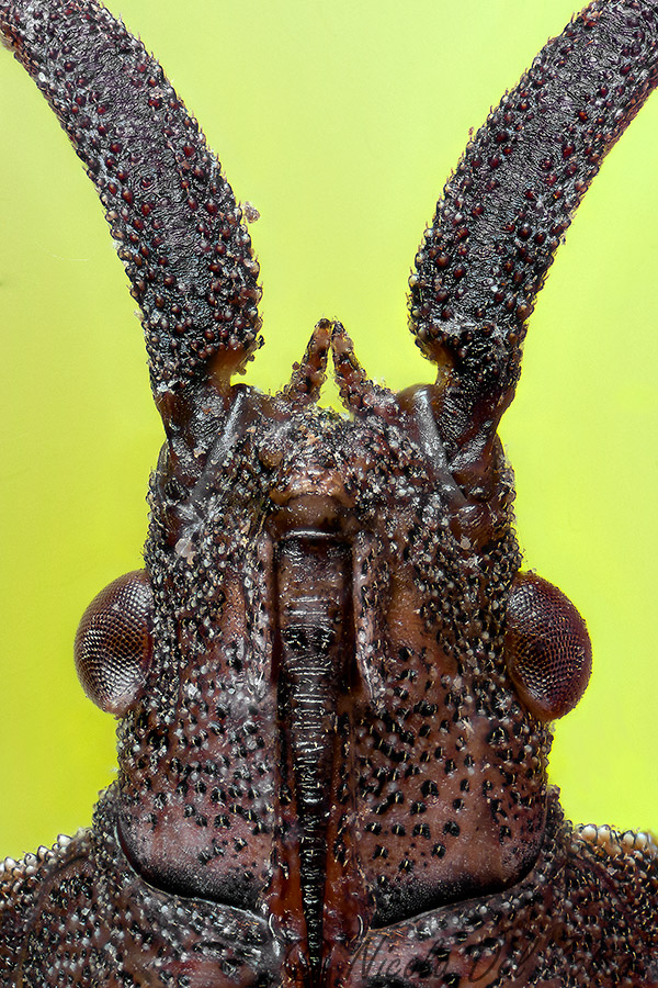 Coreus marginatus (Linnaeus, 1758)