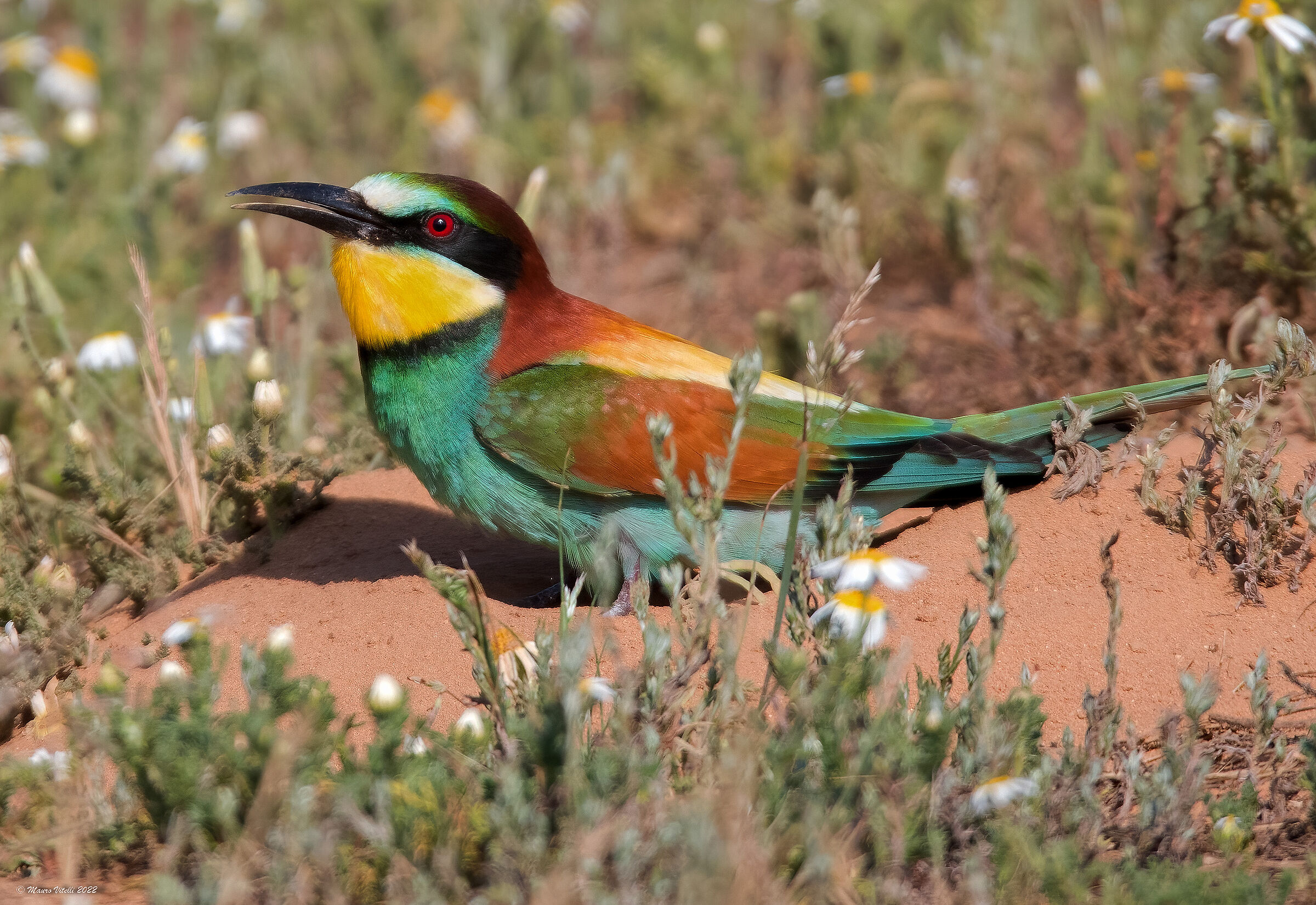 Bee-eater (Merops apiaster)