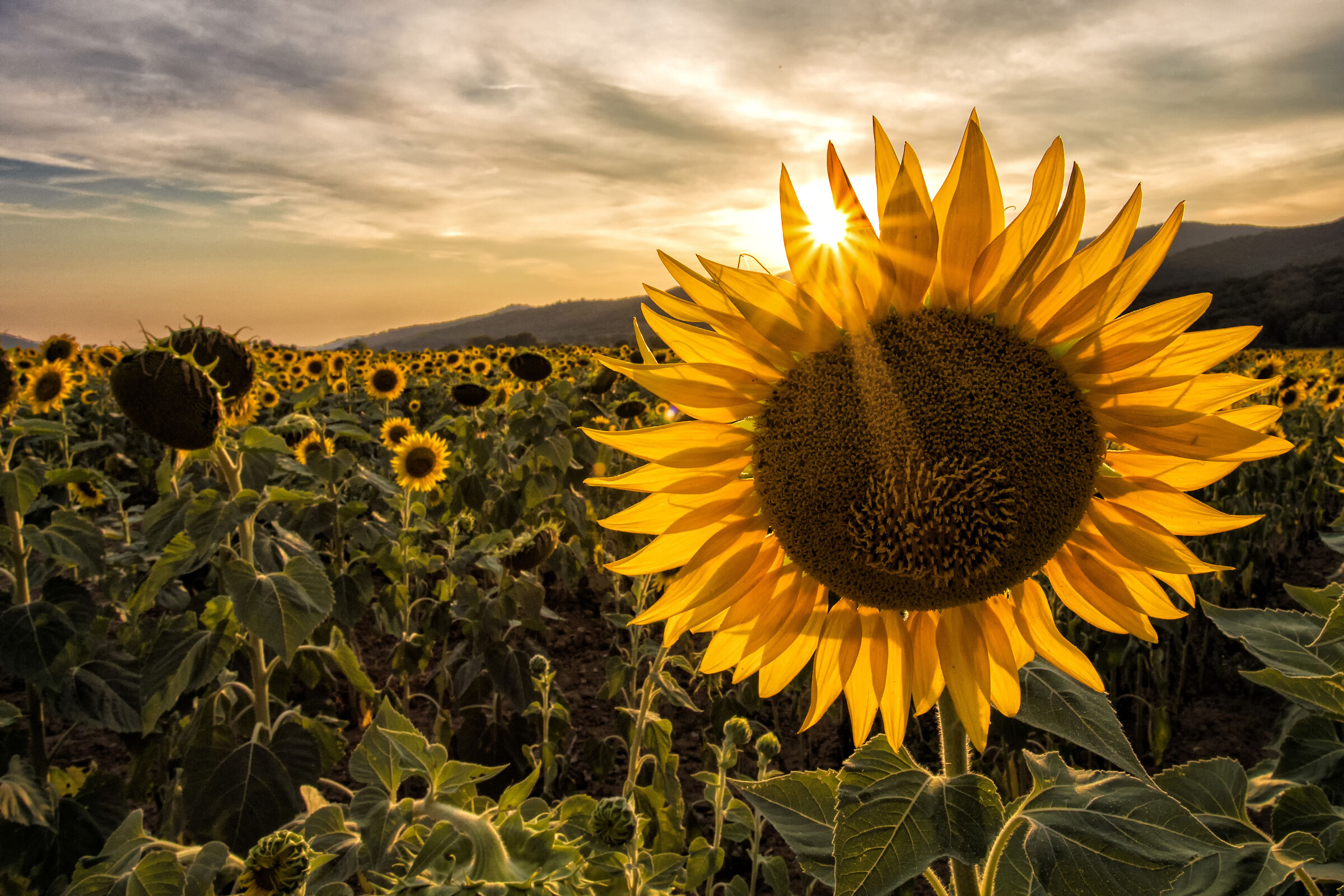 Sun behind