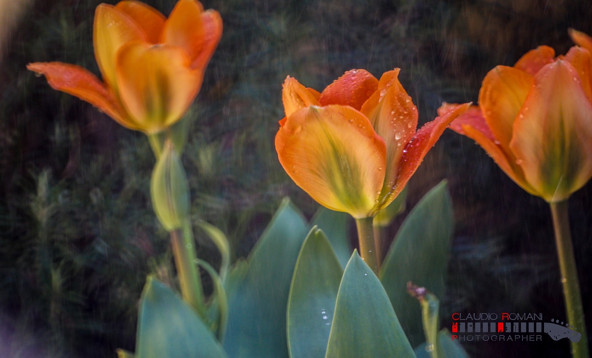 Flowers in the garden
