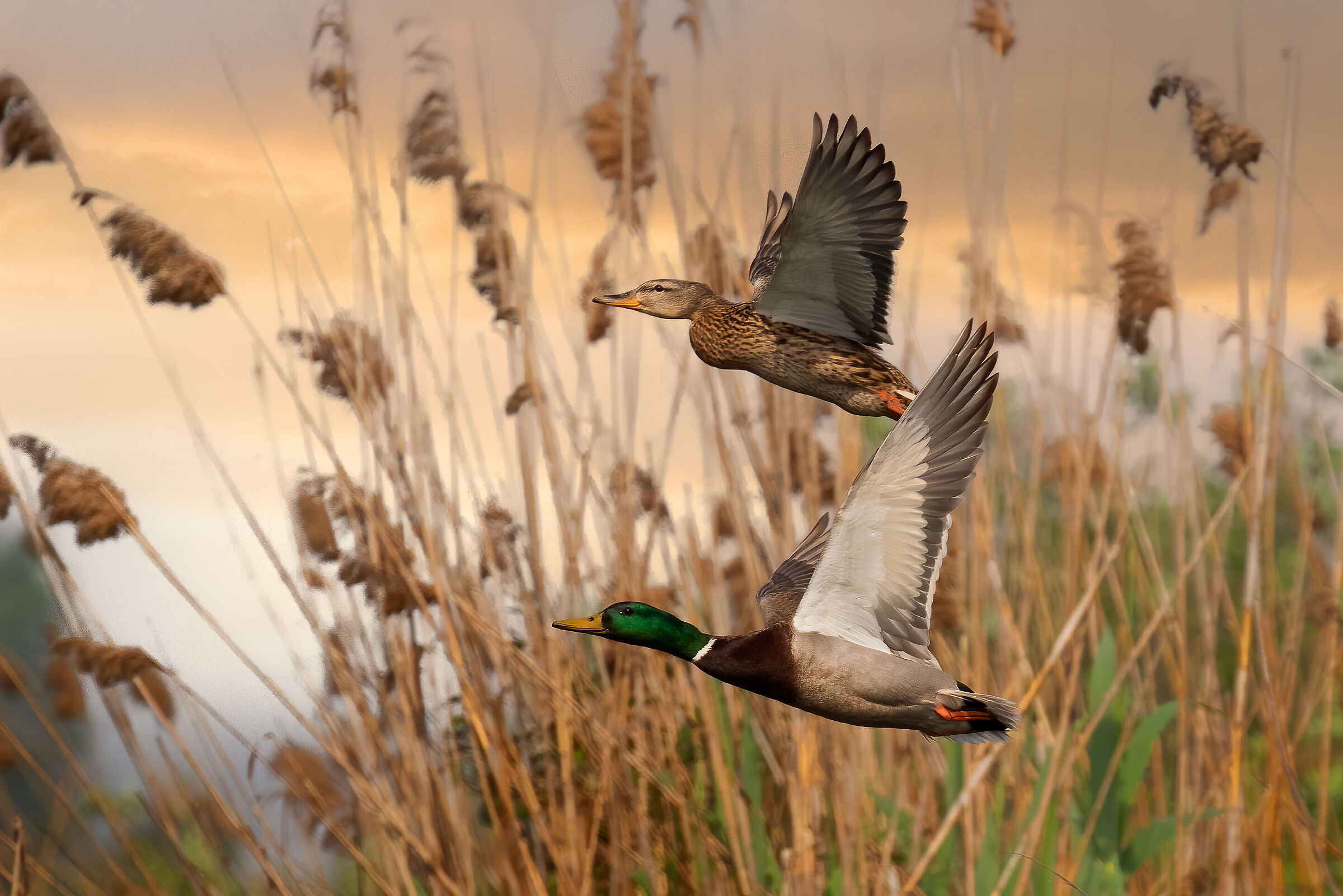 Parco del Mincio (mn): coppia di Germani in volo