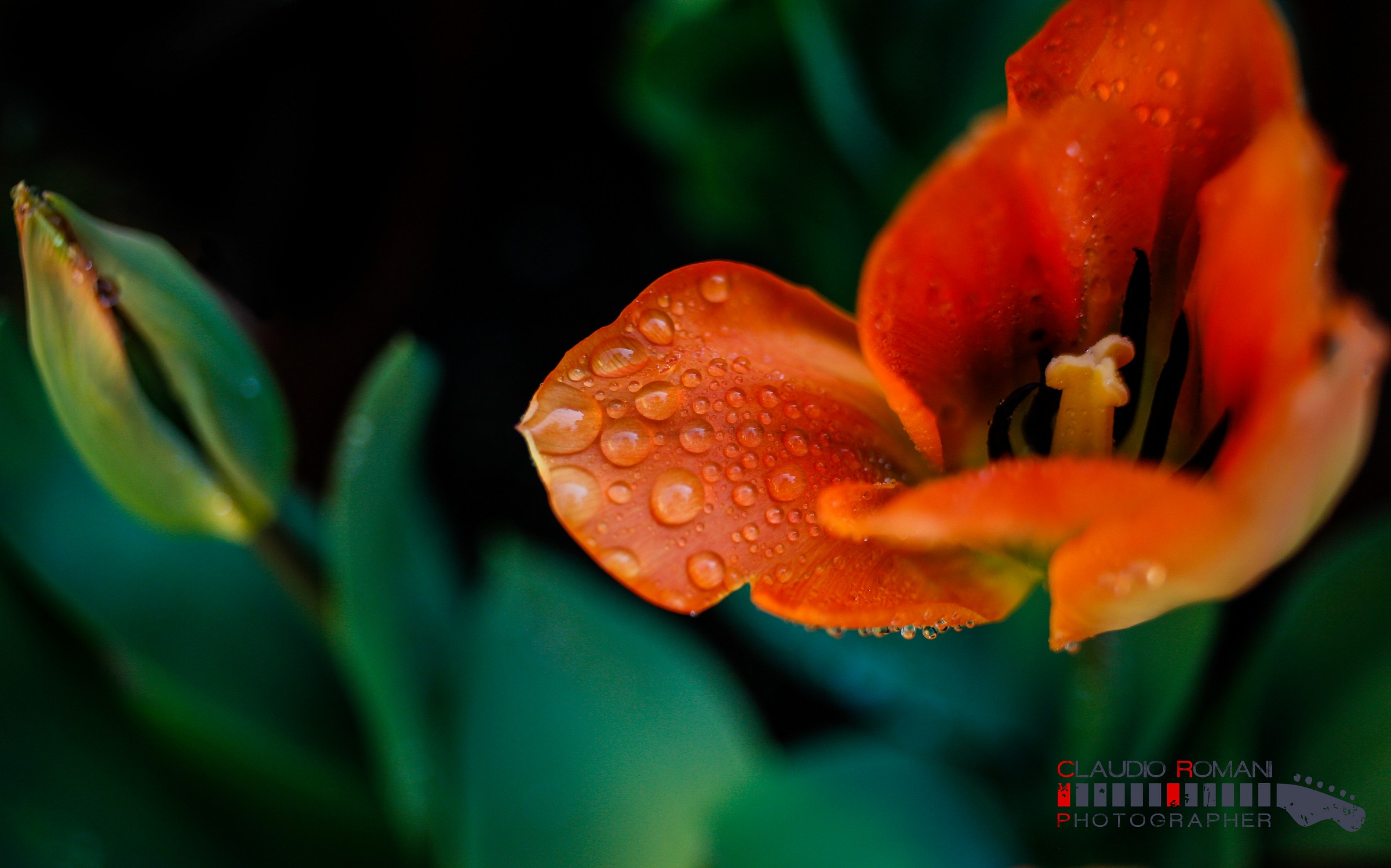 Flowers in the garden