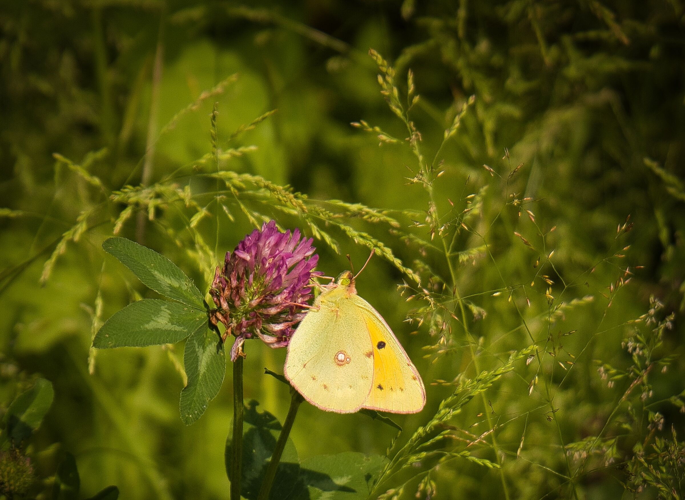 a beautiful butterfly