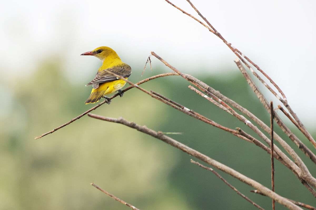 Golden oriole