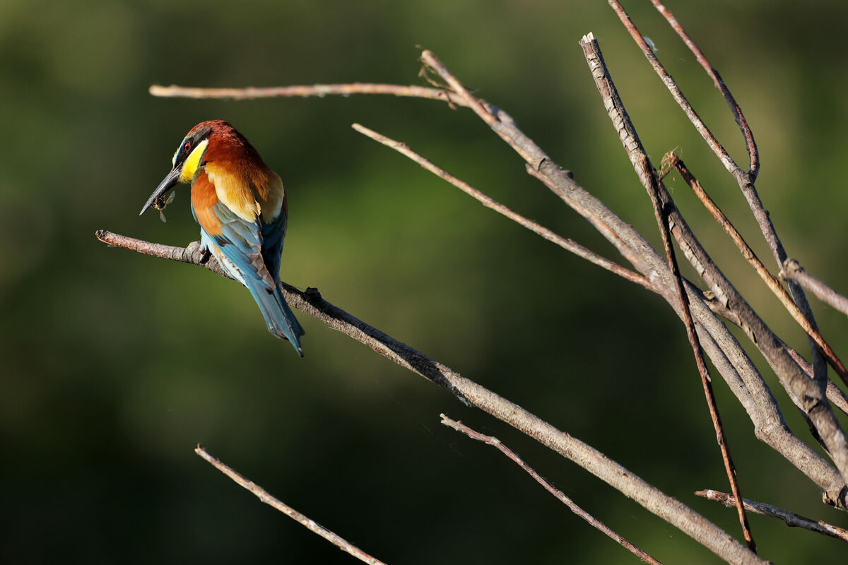 Bee-eater