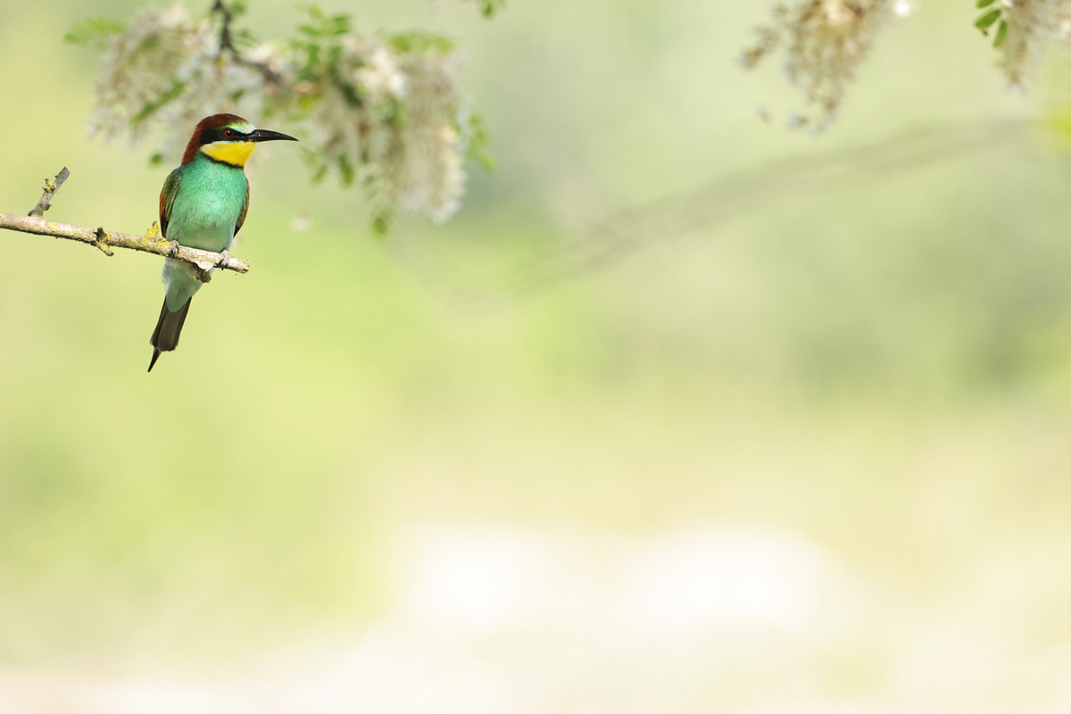 Bee-eater