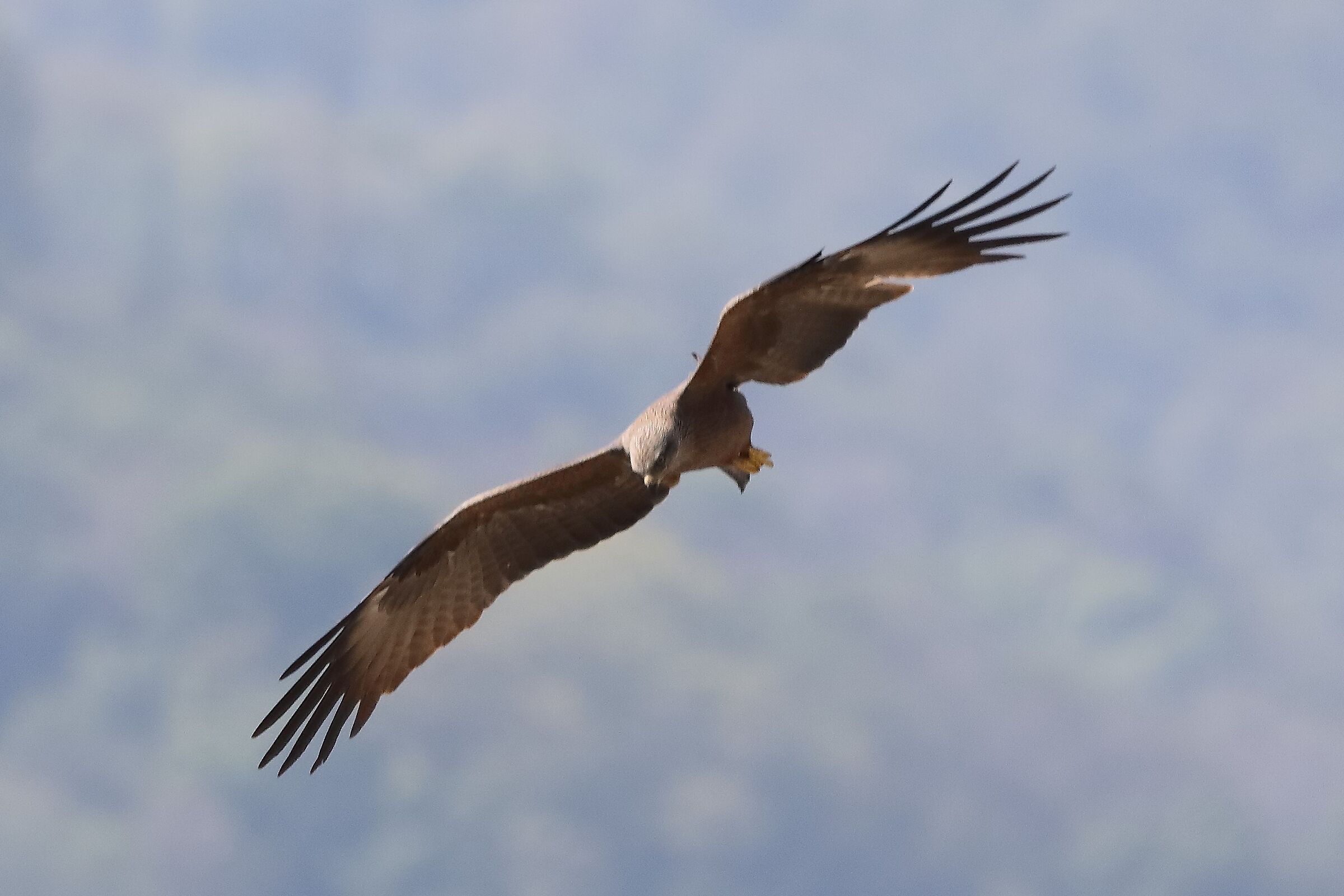 Nibbio bruno 29-04-2022