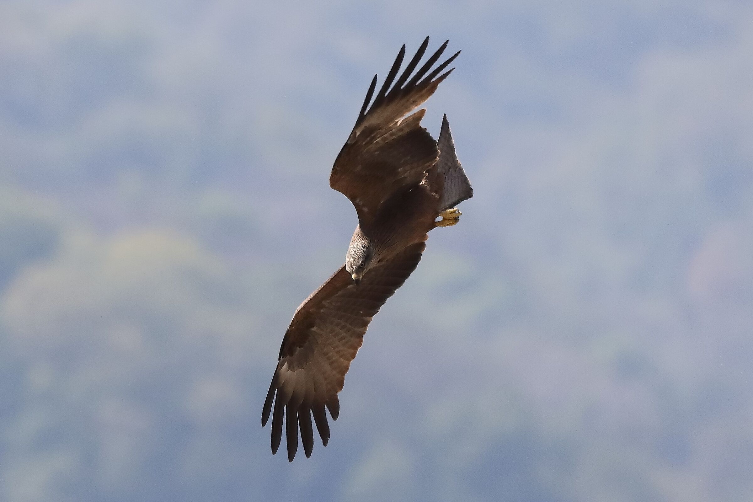 Nibbio bruno 29-04-2022