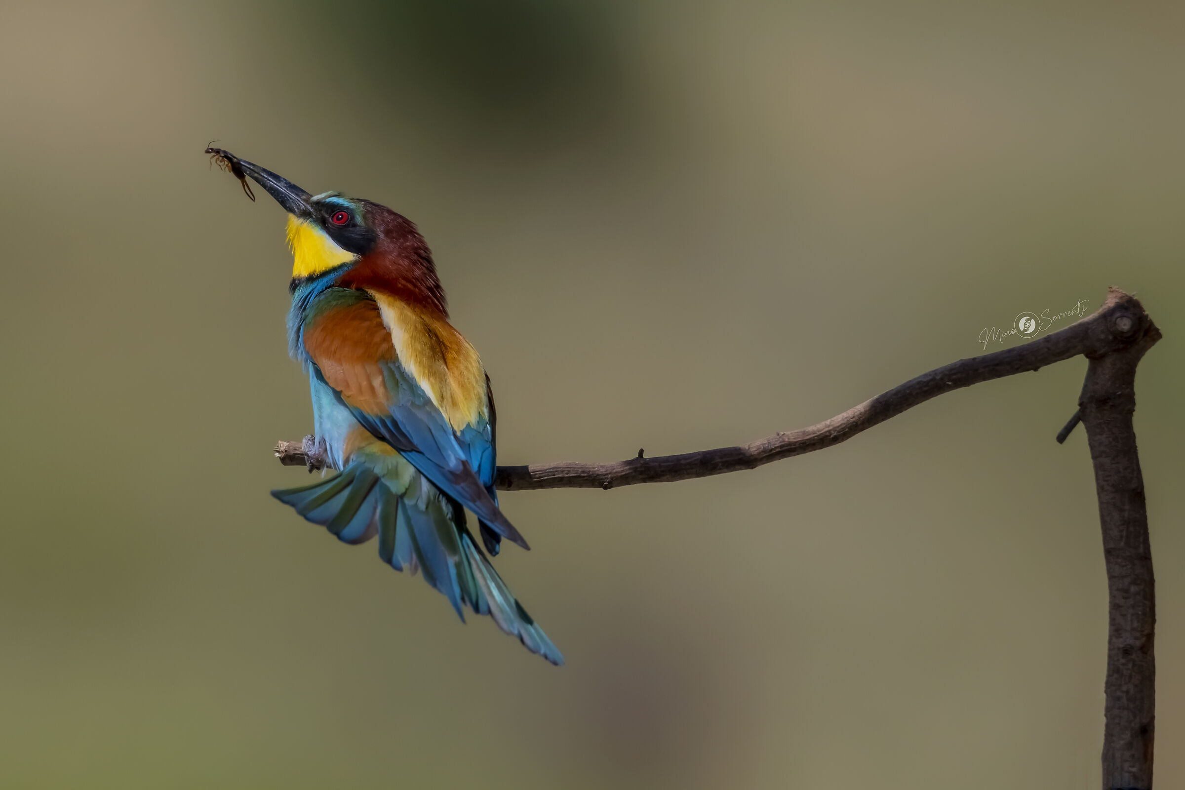 Gruccione con preda !