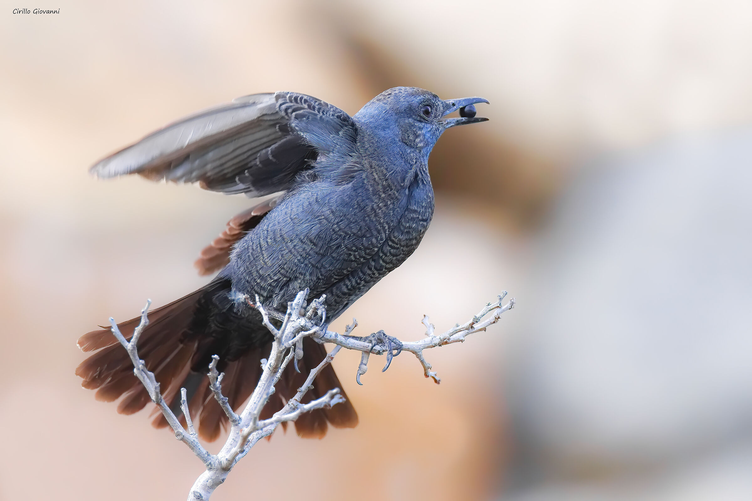 Blue rock thrush