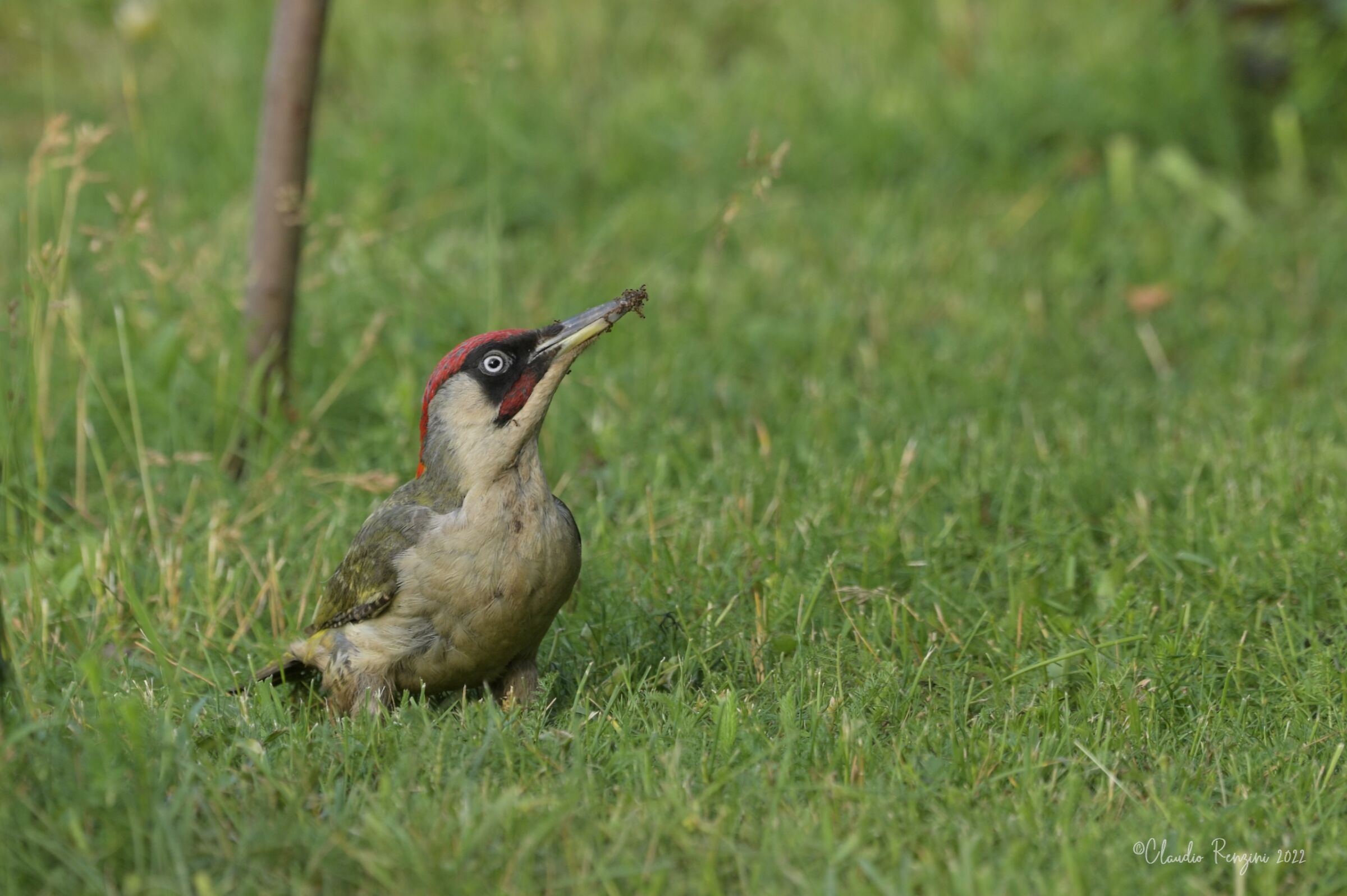 male green woodpecker